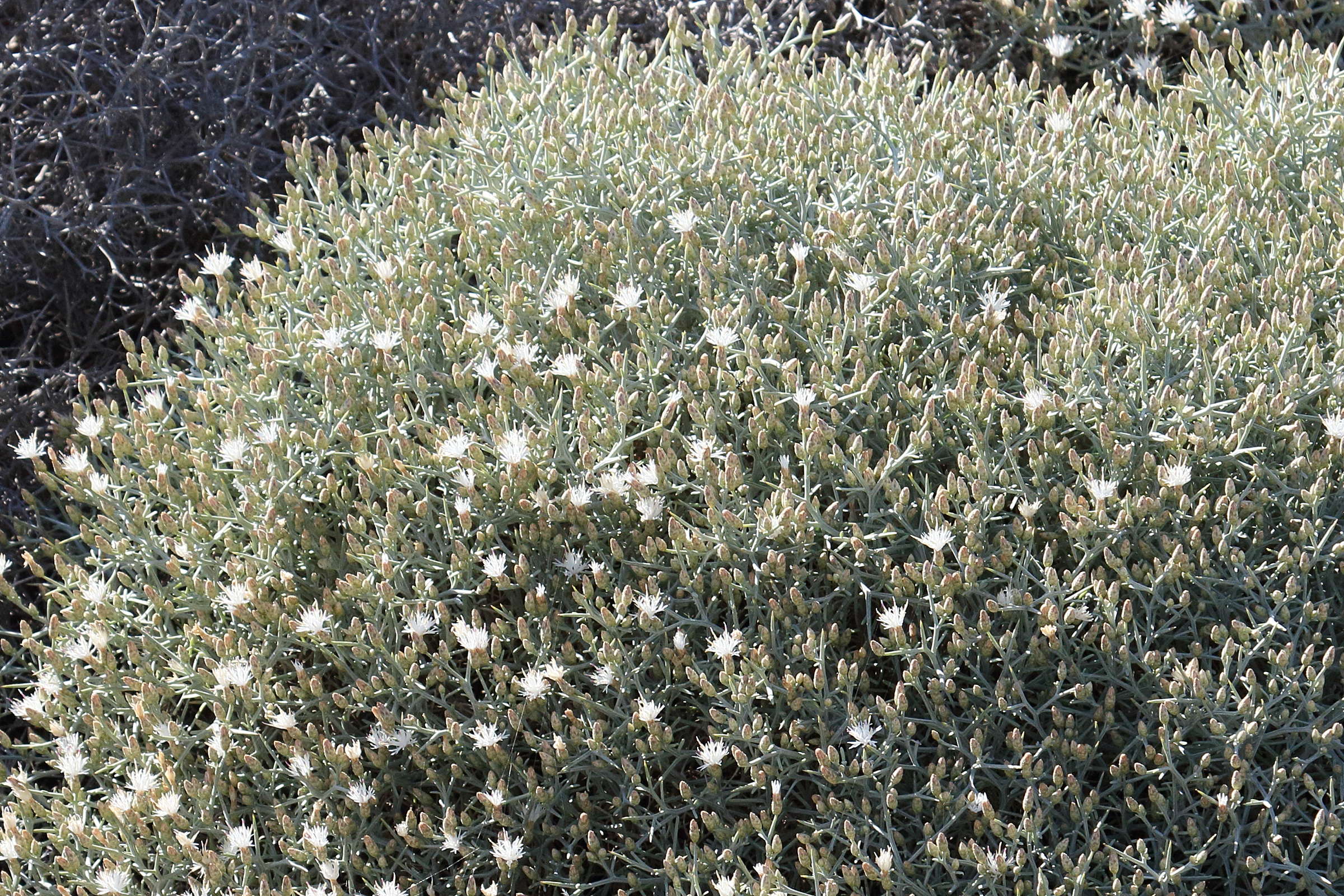 Afficher le média centaurea_spinosa4bd centaurea_spinosa4bd