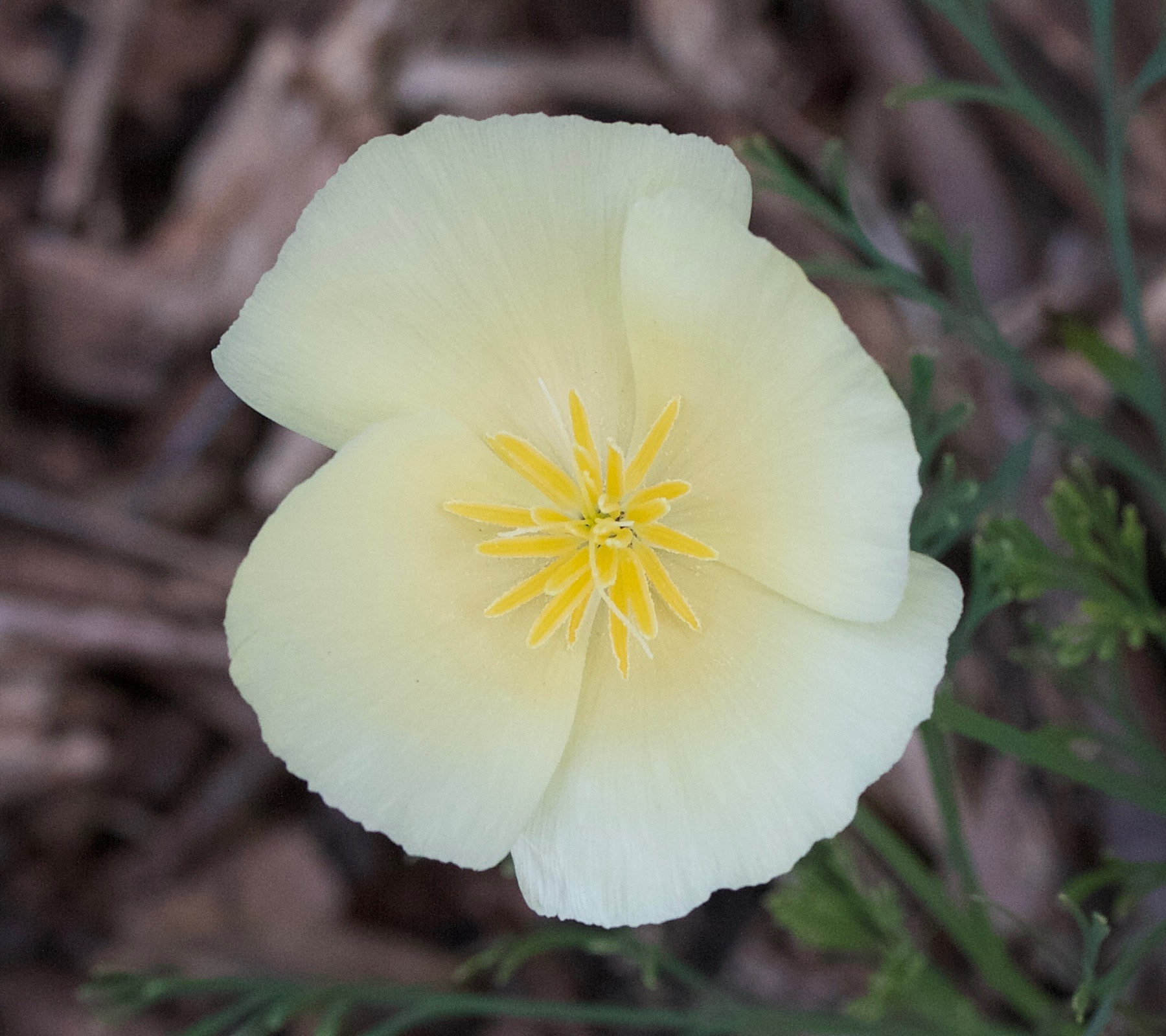 eschscholtzia_californica6md