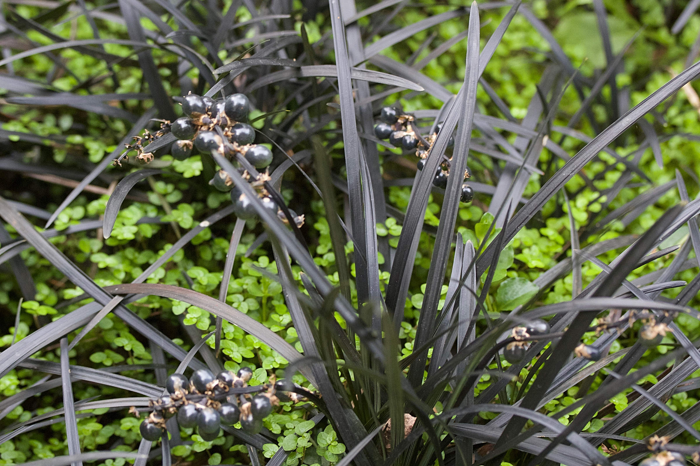 Afficher le média ophiopogon_planiscapus3md ophiopogon_planiscapus3md