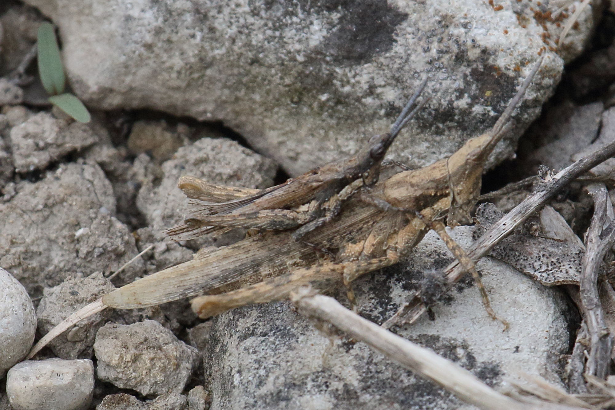 pyrgomorpha_conica3bbd