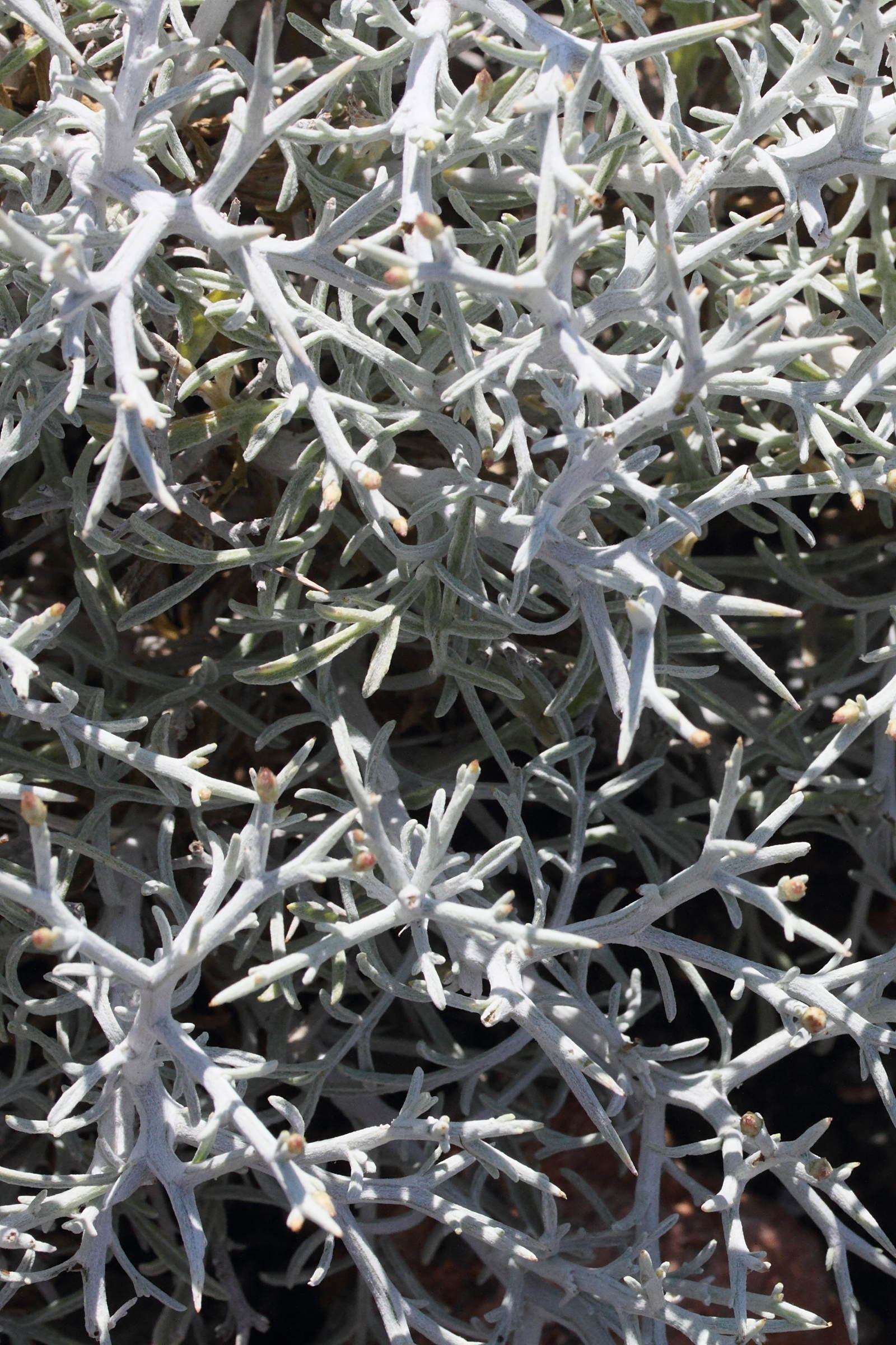 Afficher le média centaurea_spinosa5md centaurea_spinosa5md