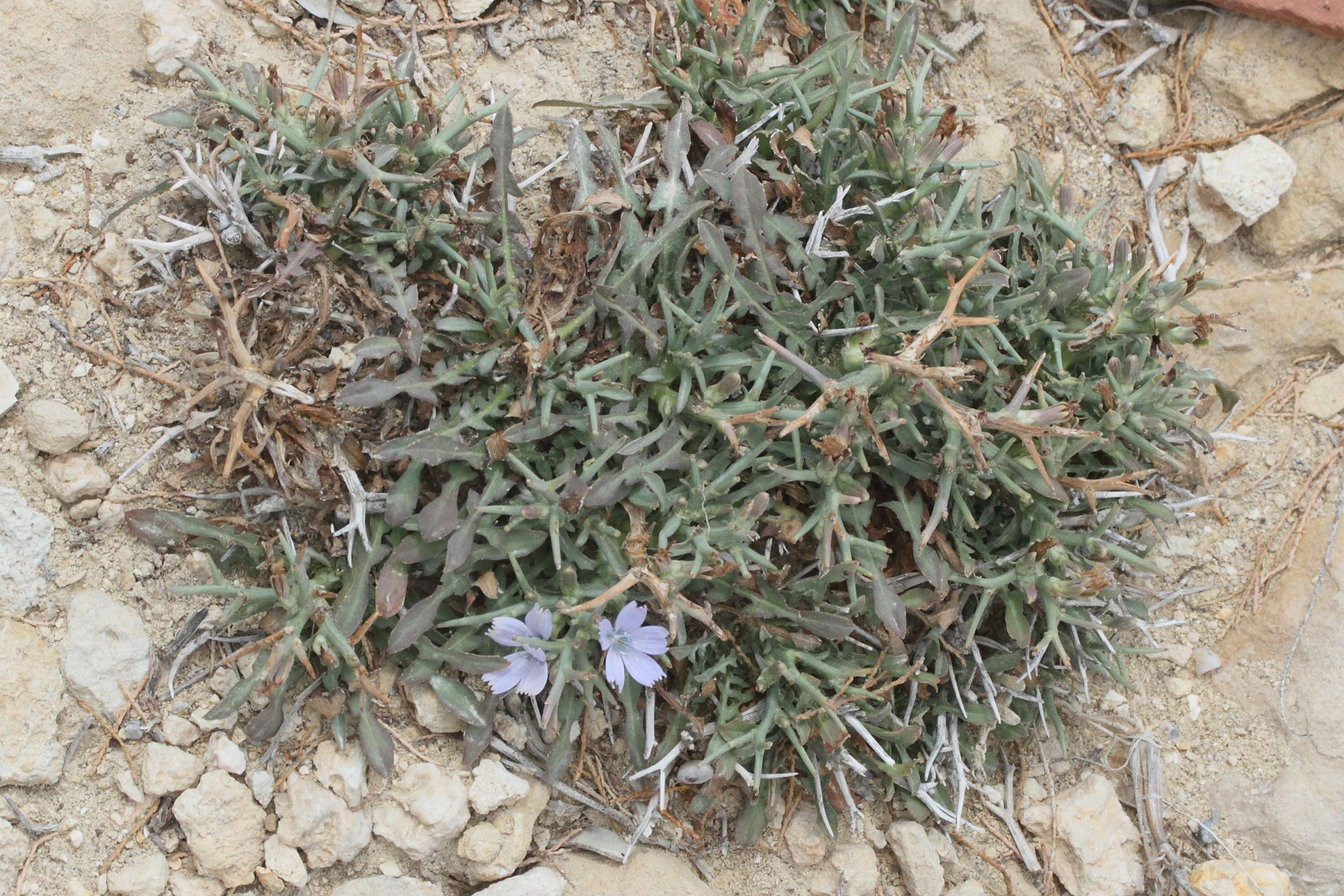 cichorium_spinosum1md
