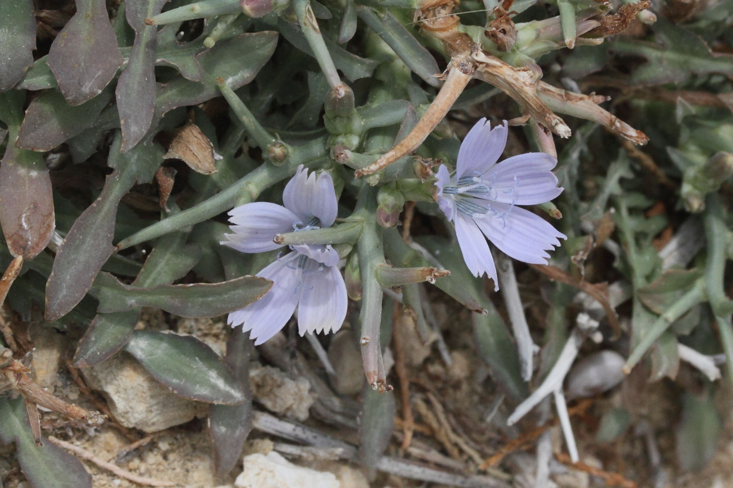 cichorium_spinosum2md