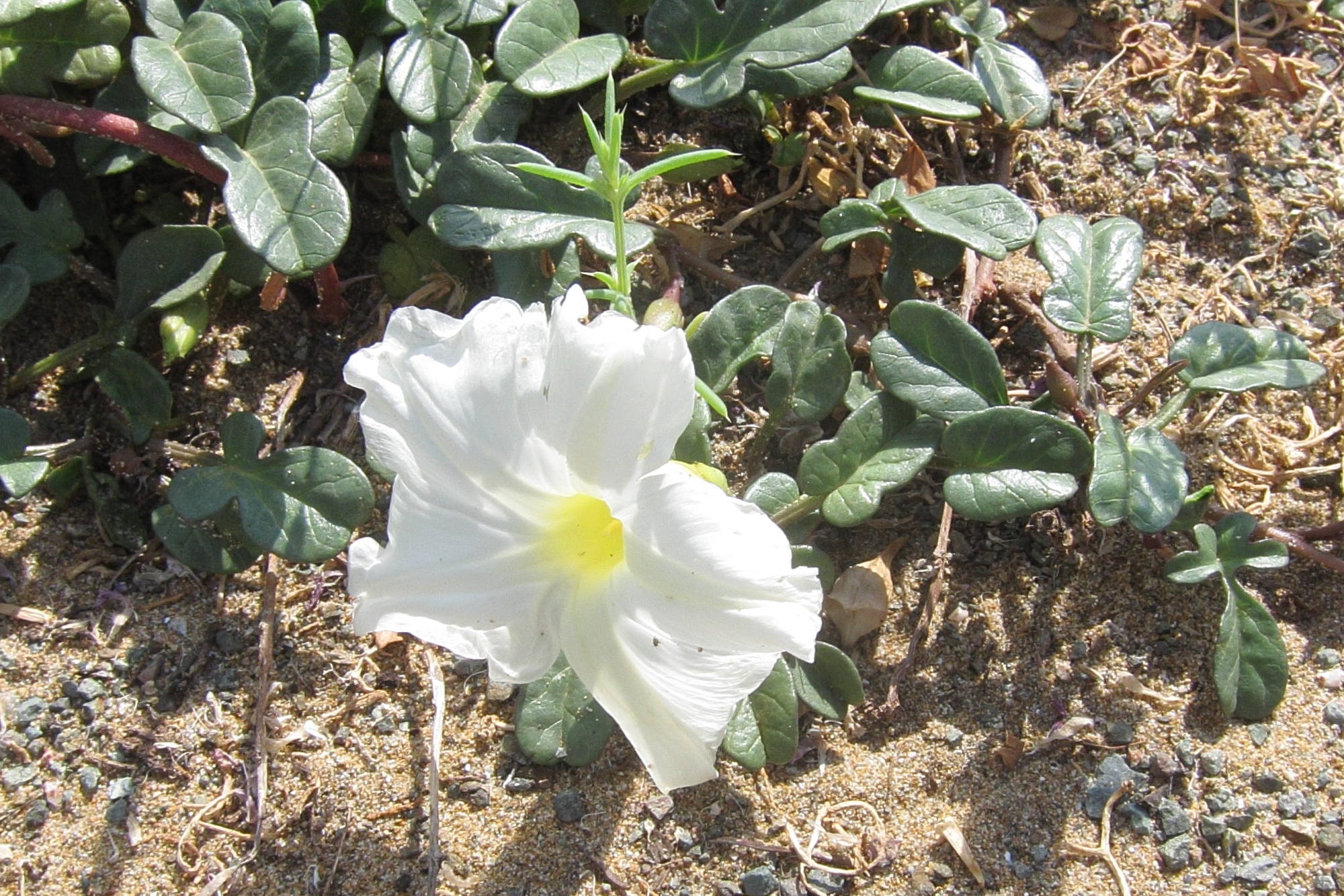 Afficher le média ipomoea_imperati4bd ipomoea_imperati4bd