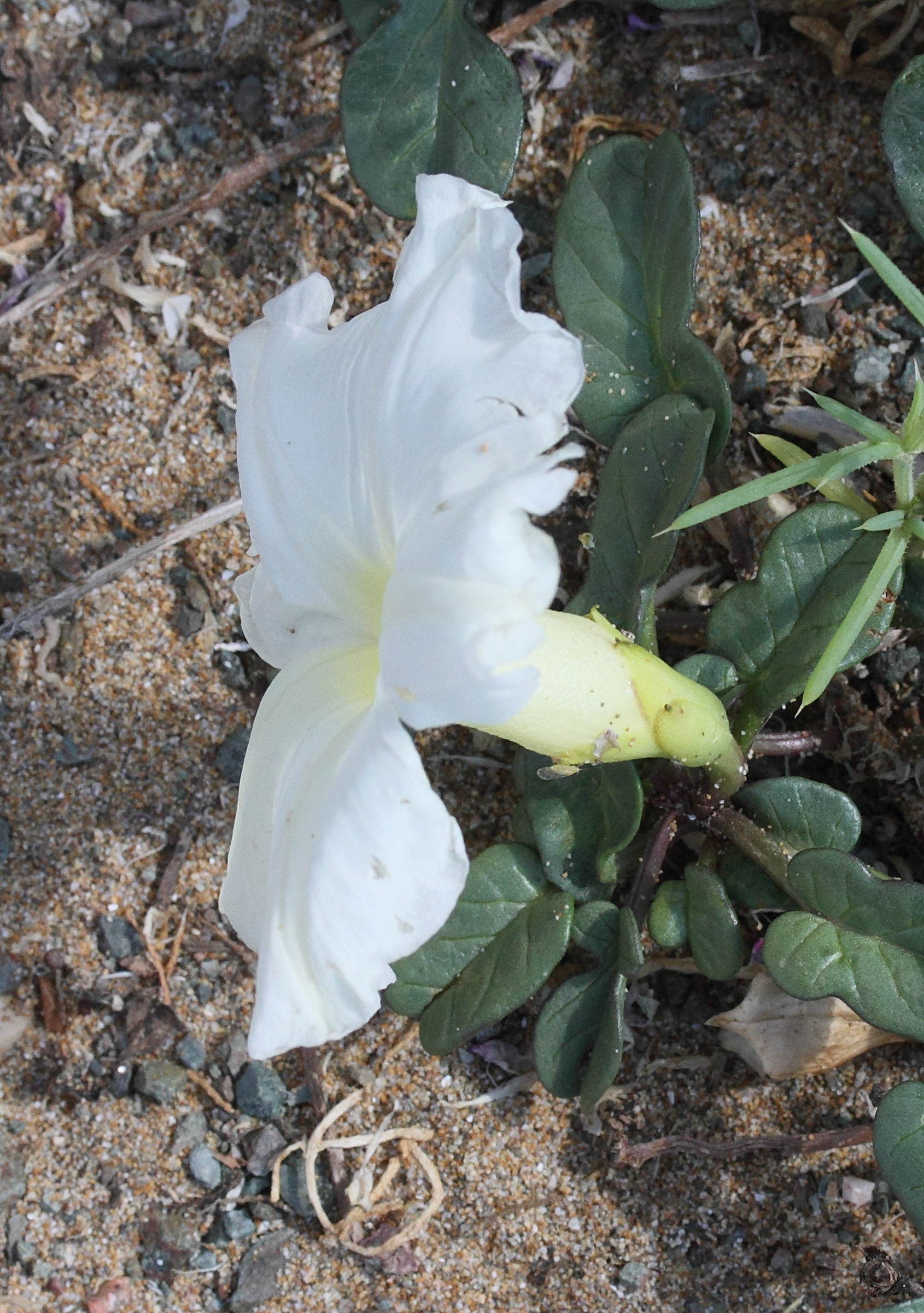 Afficher le média ipomoea_imperati5md ipomoea_imperati5md