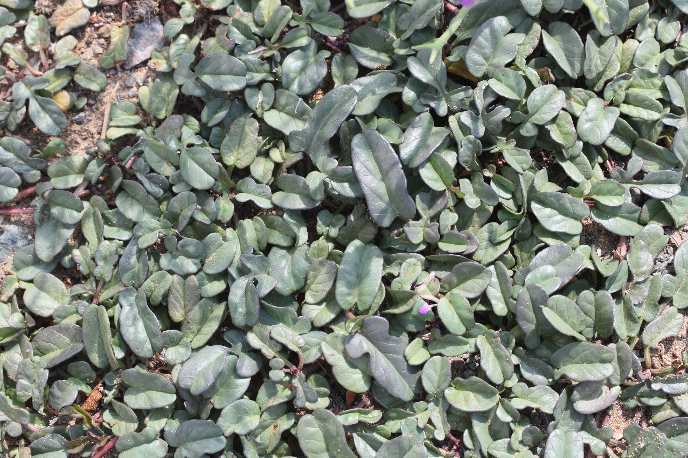 Afficher le média ipomoea_imperati6md ipomoea_imperati6md