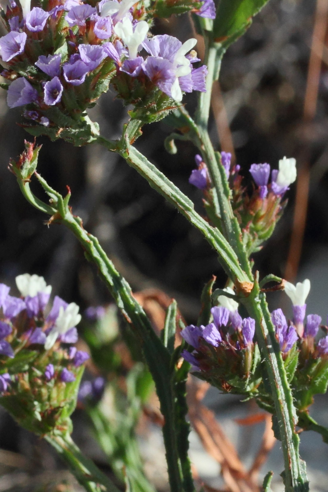 limonium_sinuatum6md