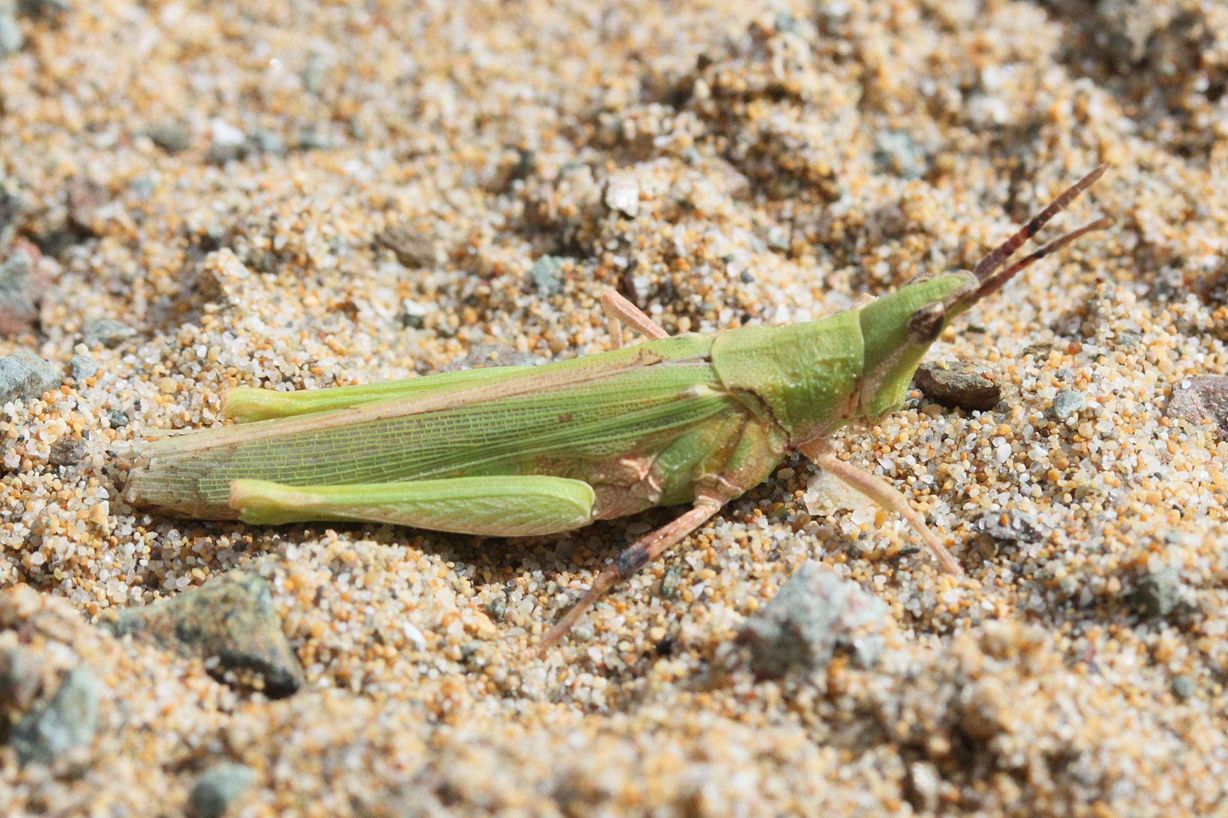 pyrgomorpha_conica4md