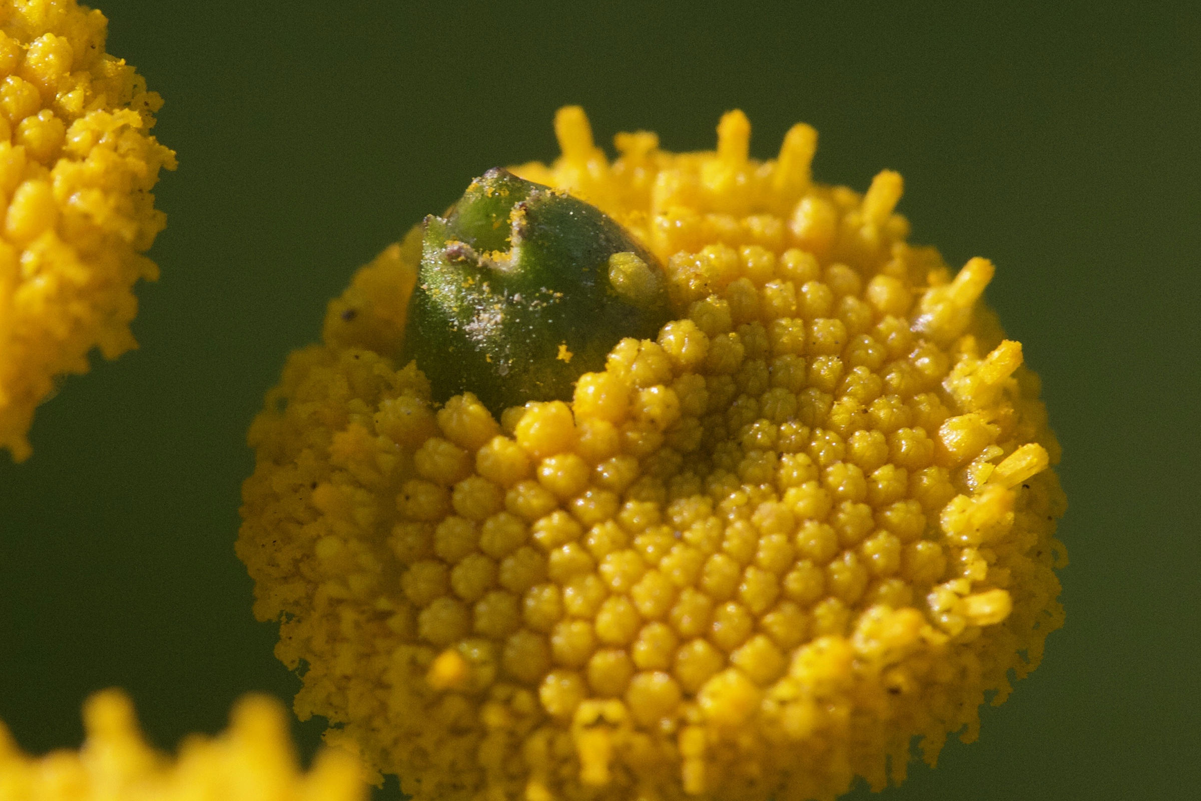 Afficher le média rhopalomyia_tanaceticola1md rhopalomyia_tanaceticola1md