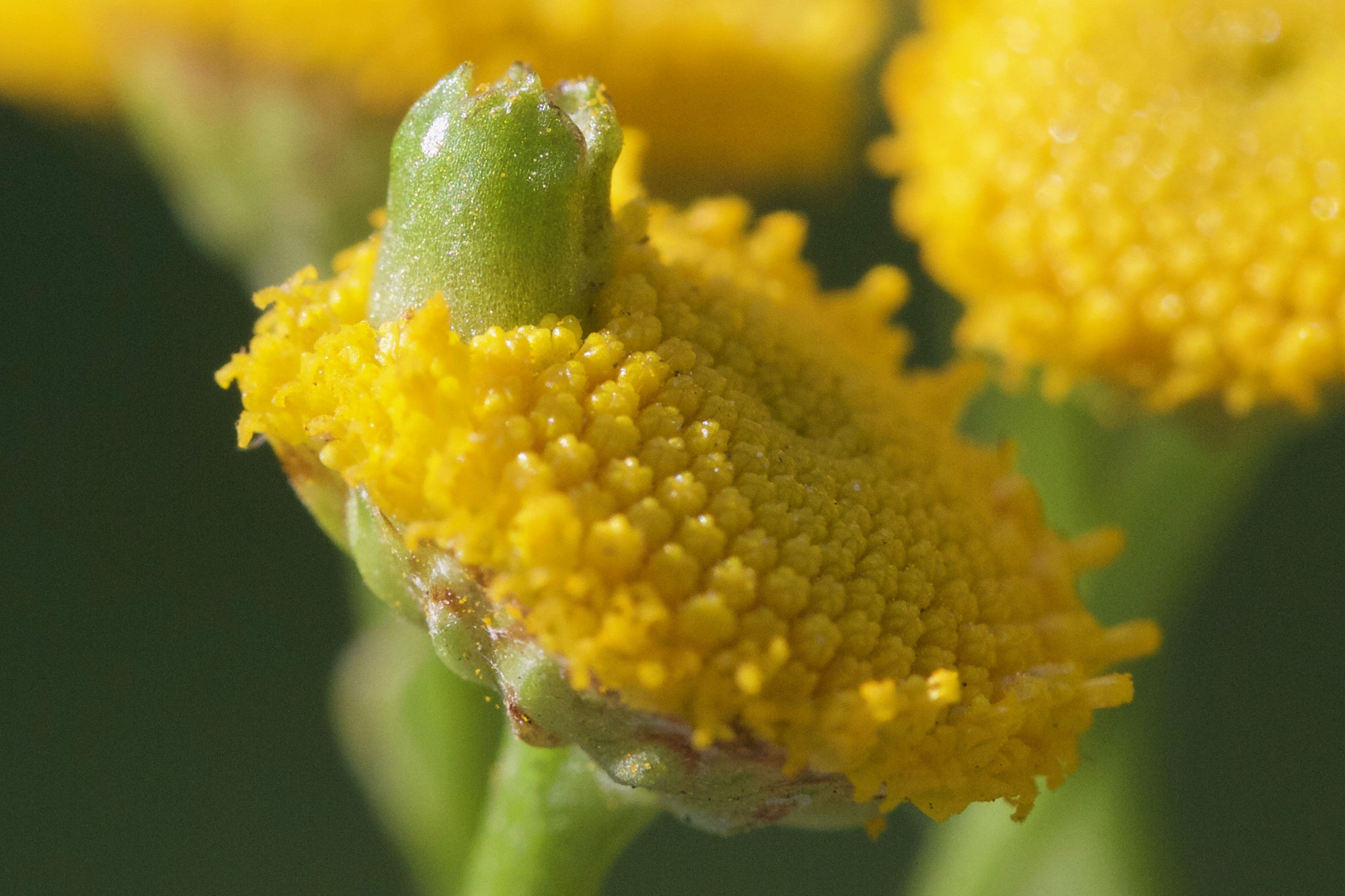 Afficher le média rhopalomyia_tanaceticola2md rhopalomyia_tanaceticola2md