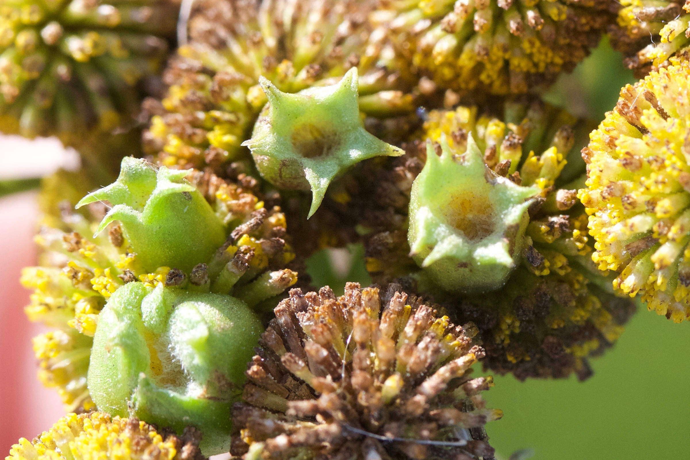 Afficher le média rhopalomyia_tanaceticola3md rhopalomyia_tanaceticola3md