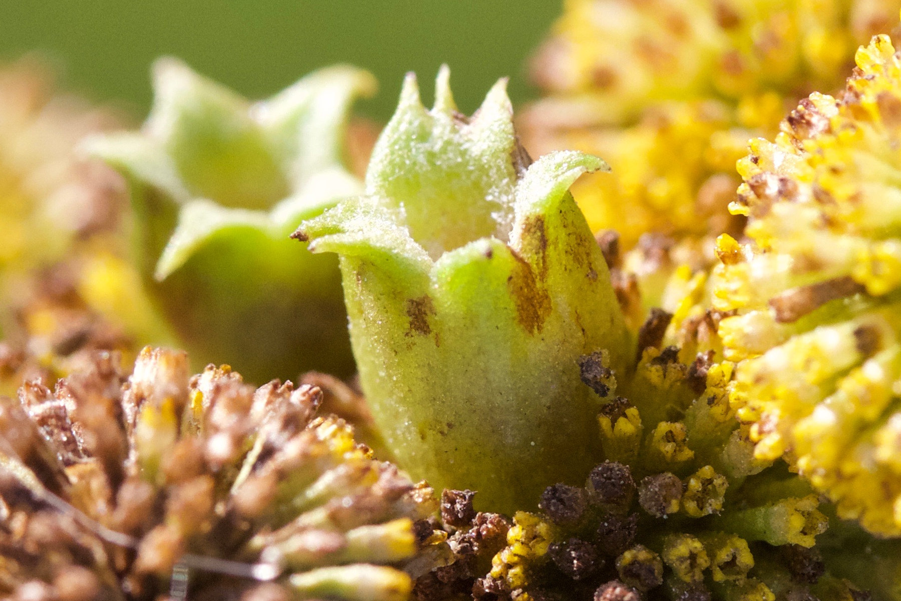 Afficher le média rhopalomyia_tanaceticola4md rhopalomyia_tanaceticola4md