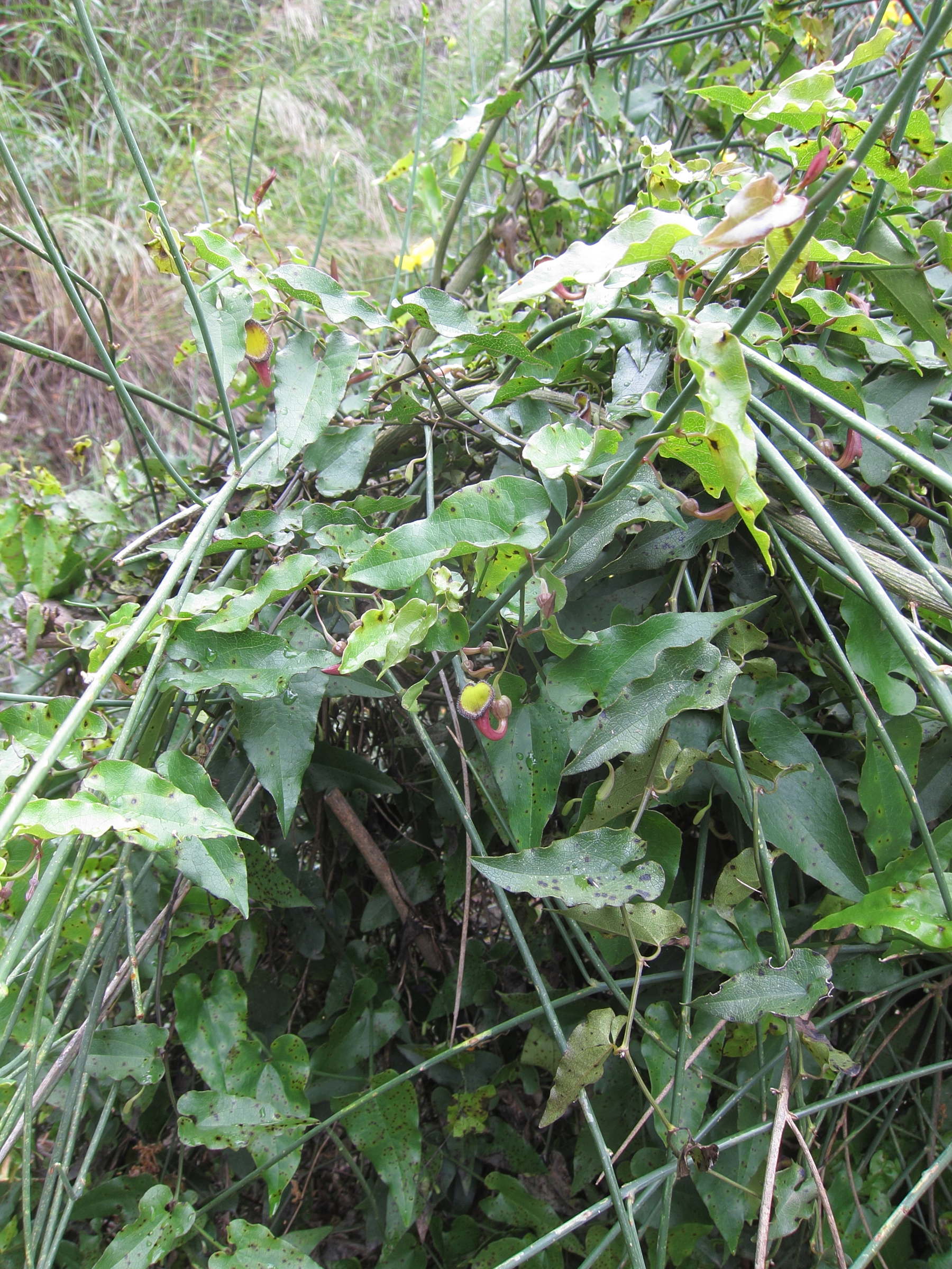 Afficher le média aristolochia_sempervirens1abd aristolochia_sempervirens1abd