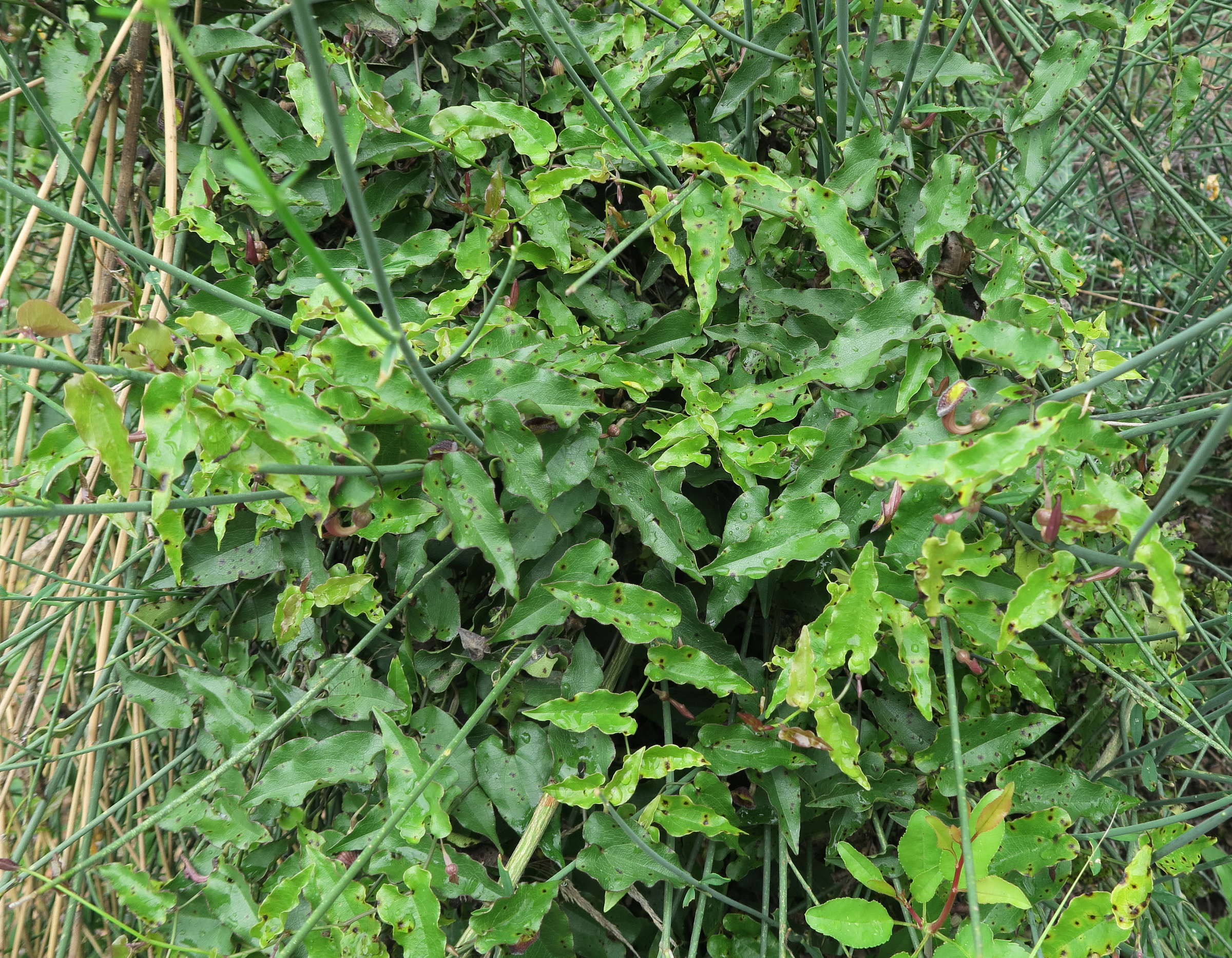 Afficher le média aristolochia_sempervirens1bmd aristolochia_sempervirens1bmd