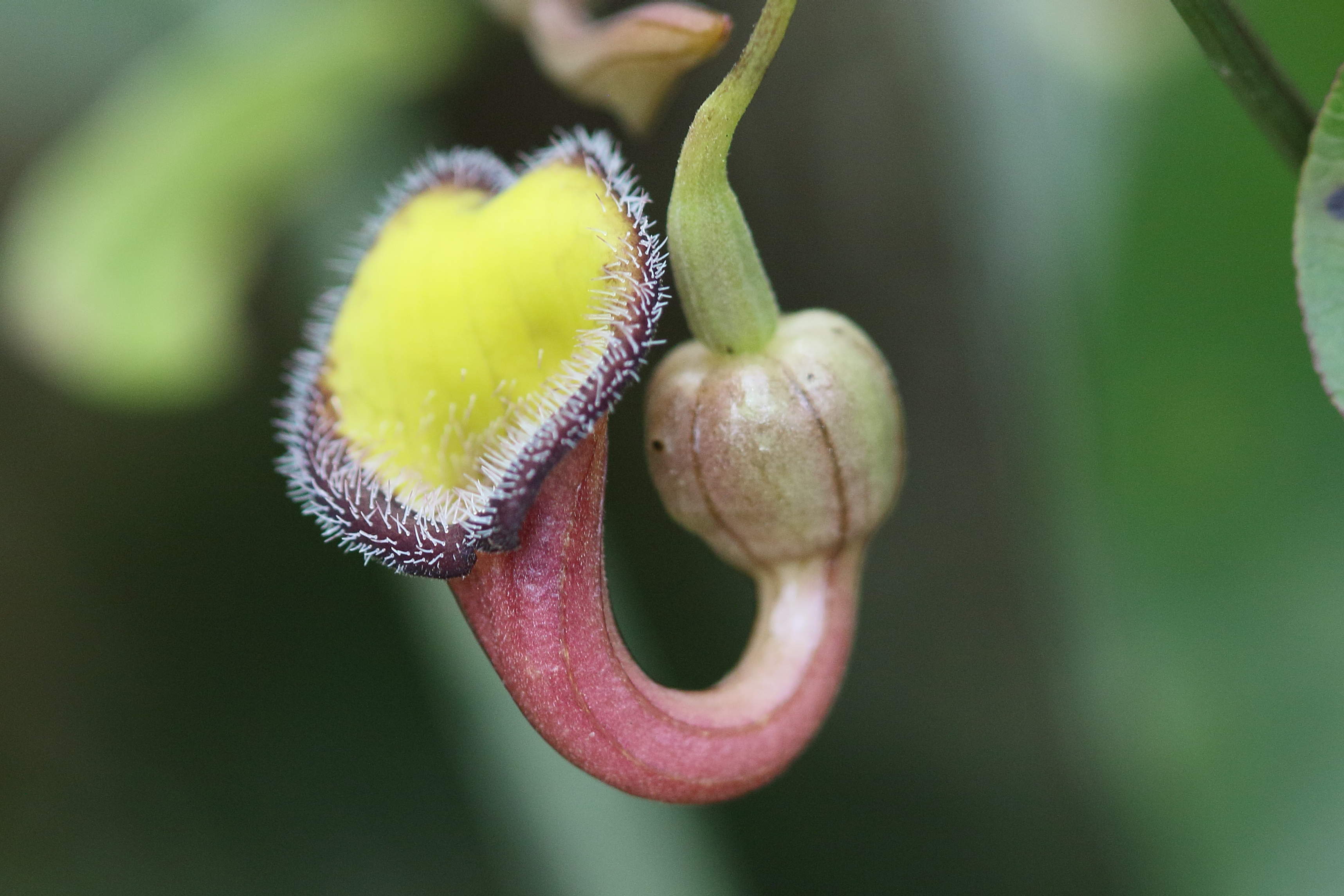 Afficher le média aristolochia_sempervirens2bd aristolochia_sempervirens2bd