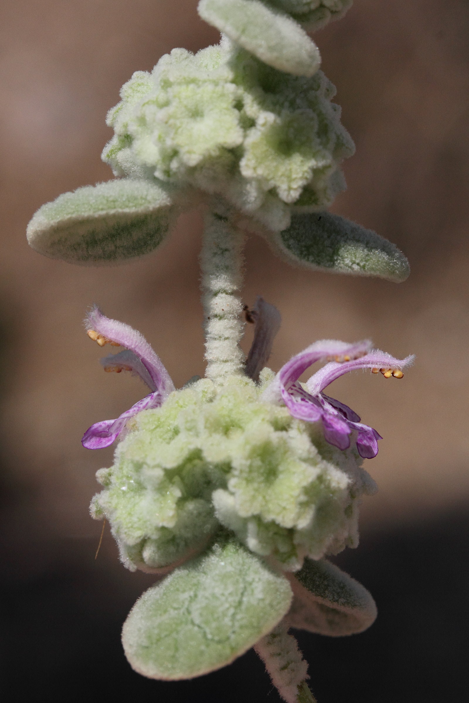 ballota_pseudodictamnus5md