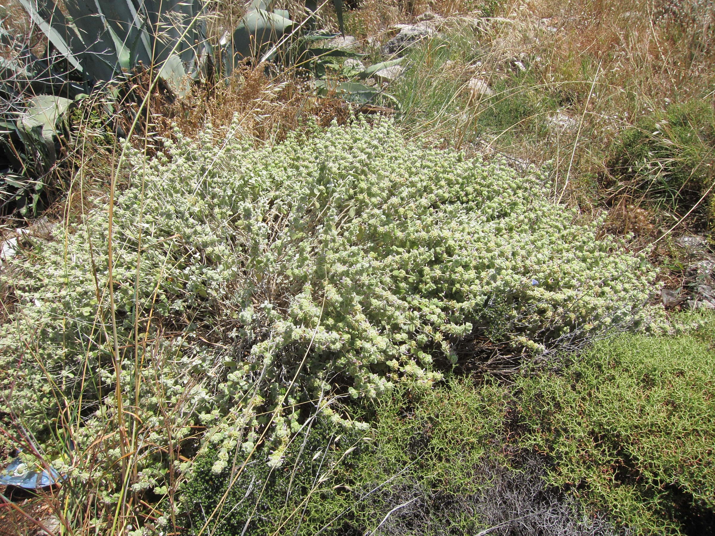 ballota_pseudodictamnus6bd