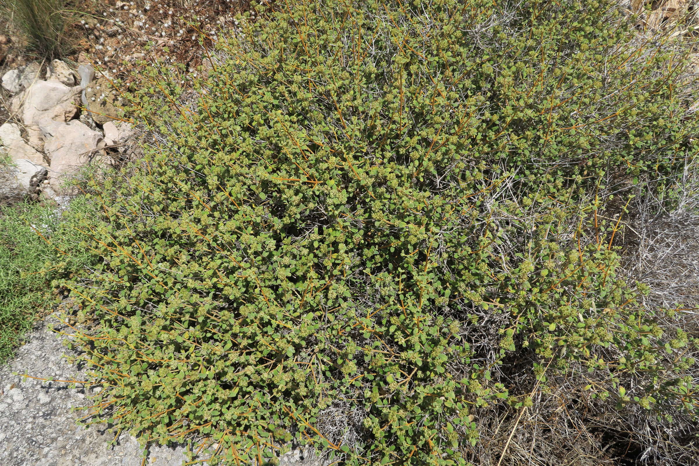 ballota_pseudodictamnus7md