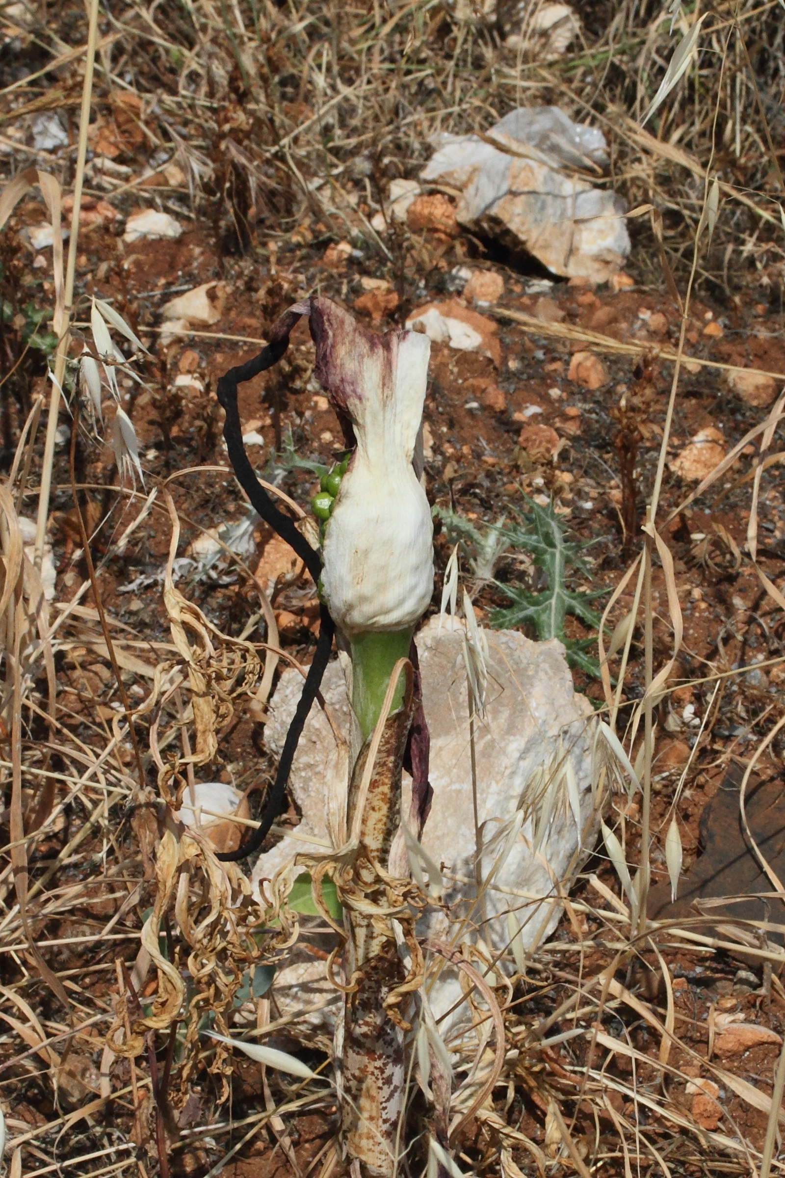 dracunculus_vulgaris7md