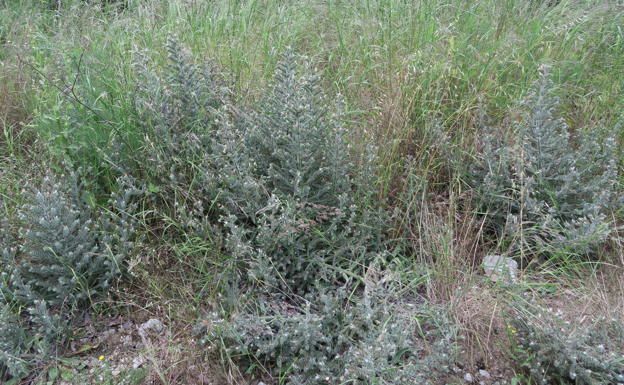 Afficher le média echium_italicum6md echium_italicum6md