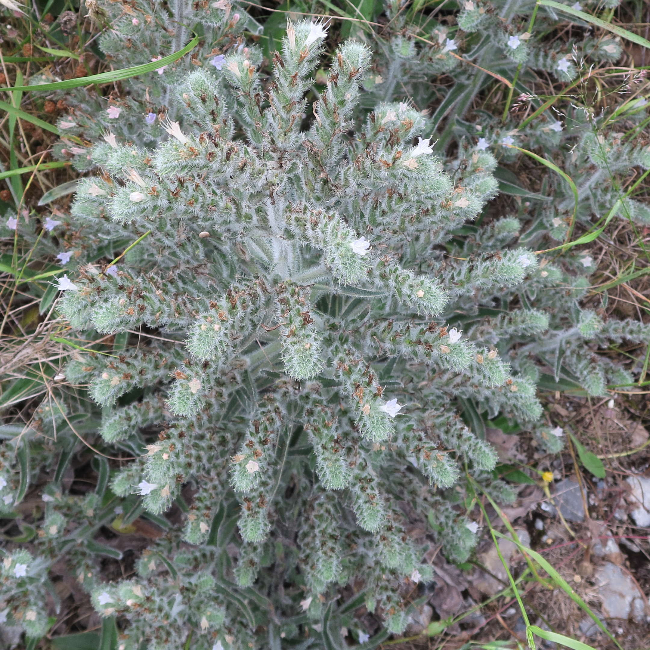 Afficher le média echium_italicum7md echium_italicum7md