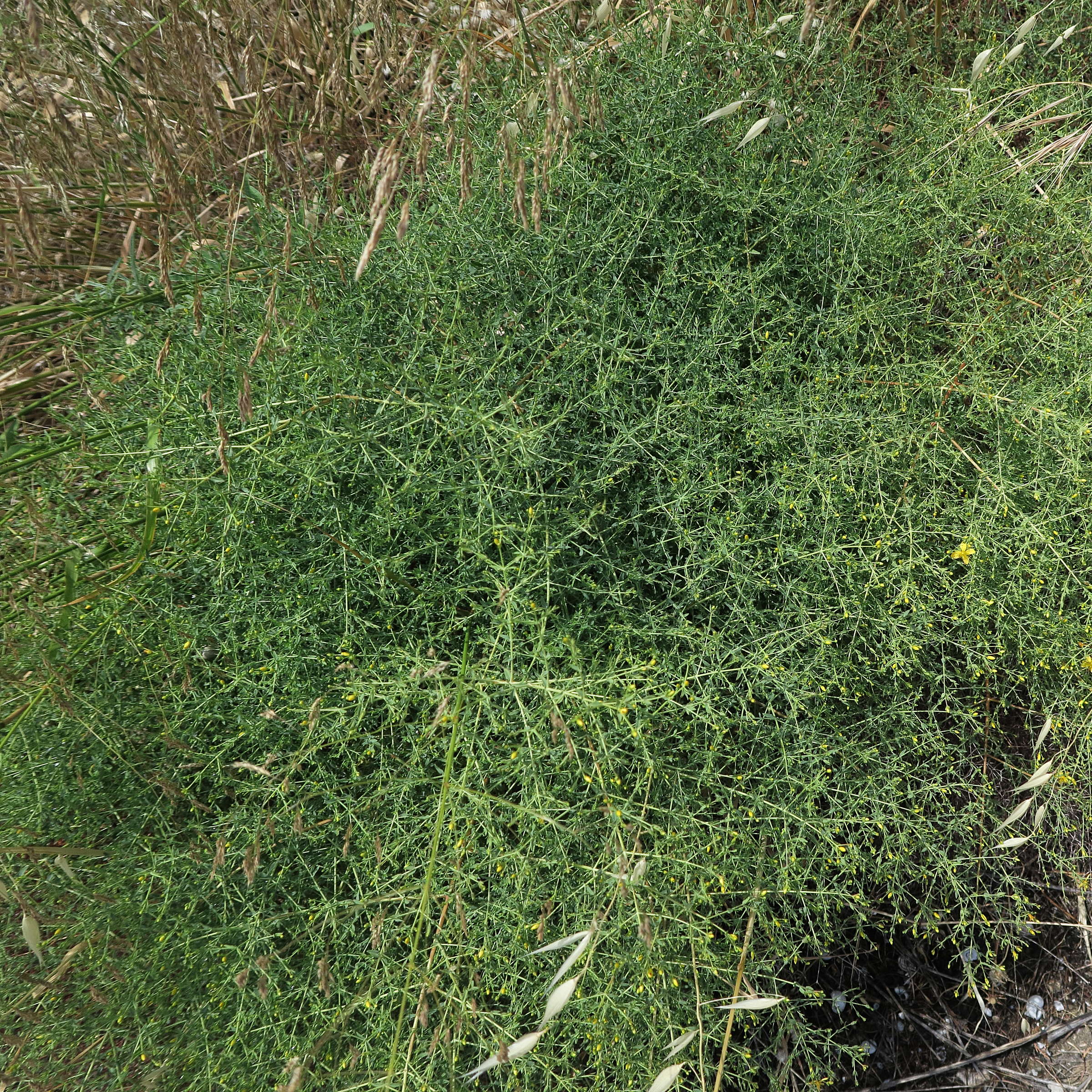 Afficher le média hypericum_triquetrifolium1md hypericum_triquetrifolium1md