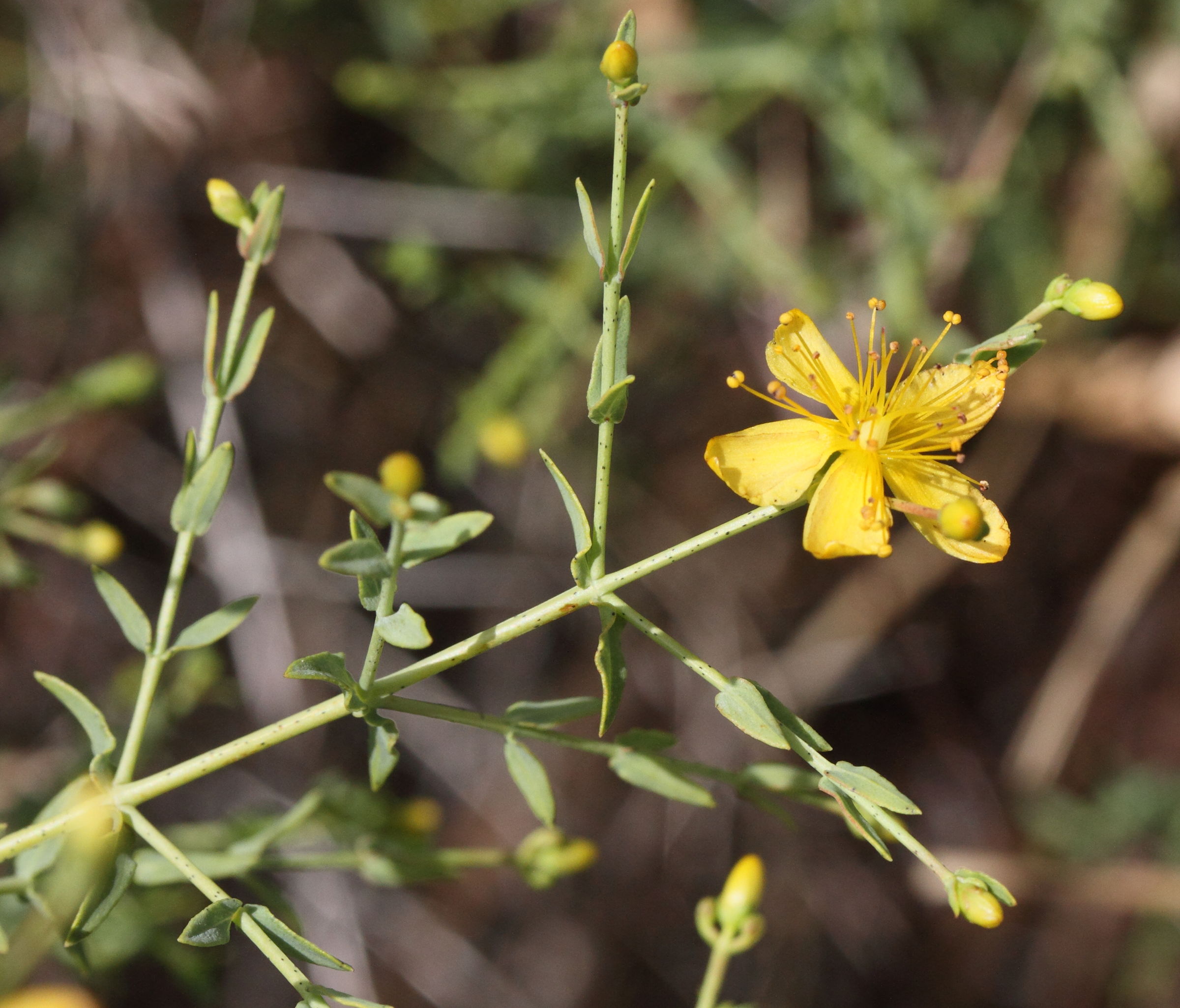 Afficher le média hypericum_triquetrifolium4md hypericum_triquetrifolium4md