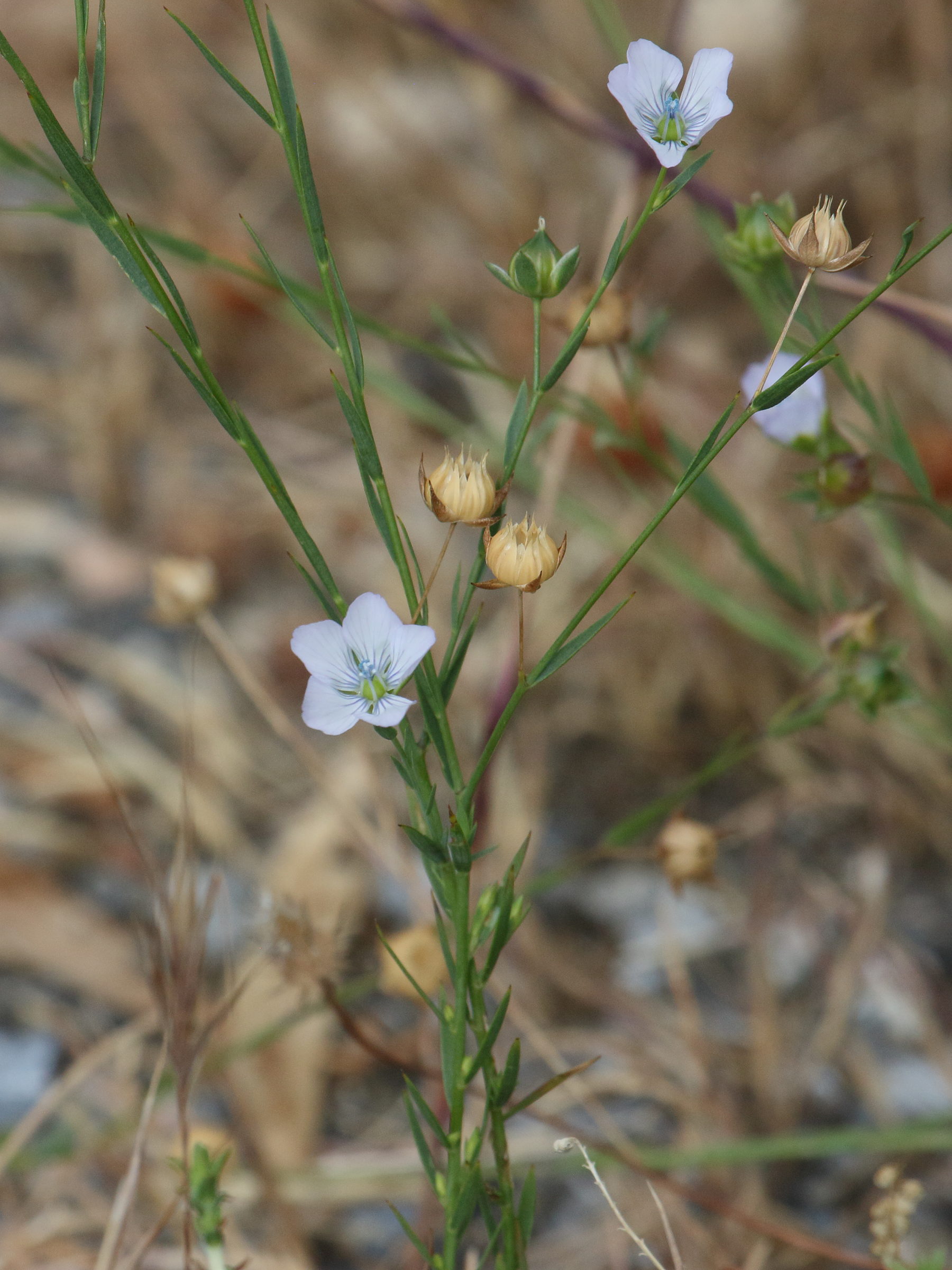 Afficher le média linum_bienne6bd linum_bienne6bd