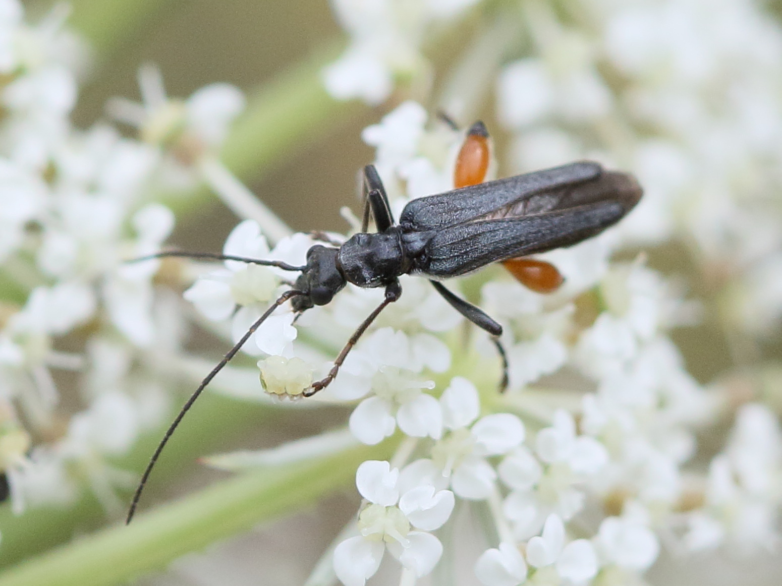 oedemera_rufofemorata1bd