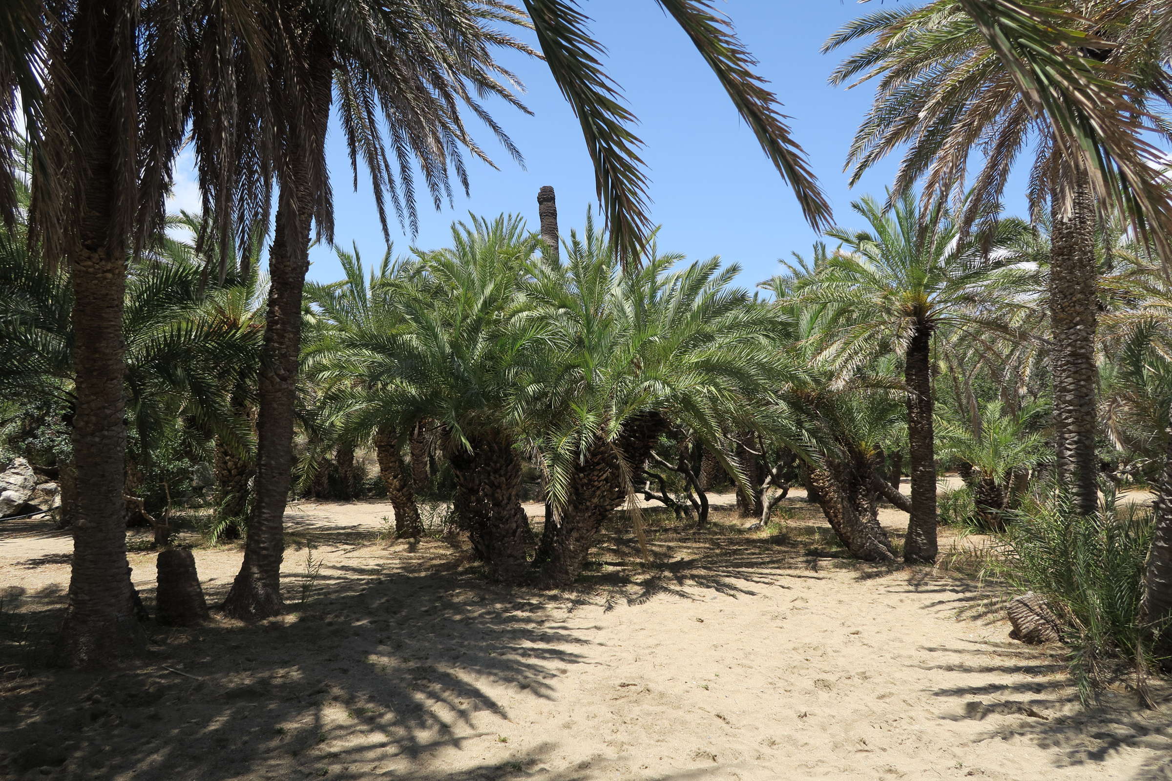 phoenix_theophrasti1md