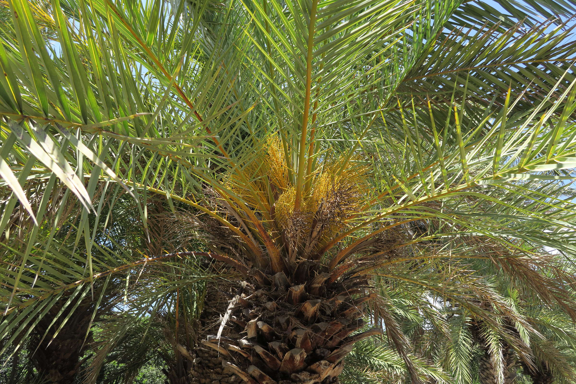 phoenix_theophrasti2md