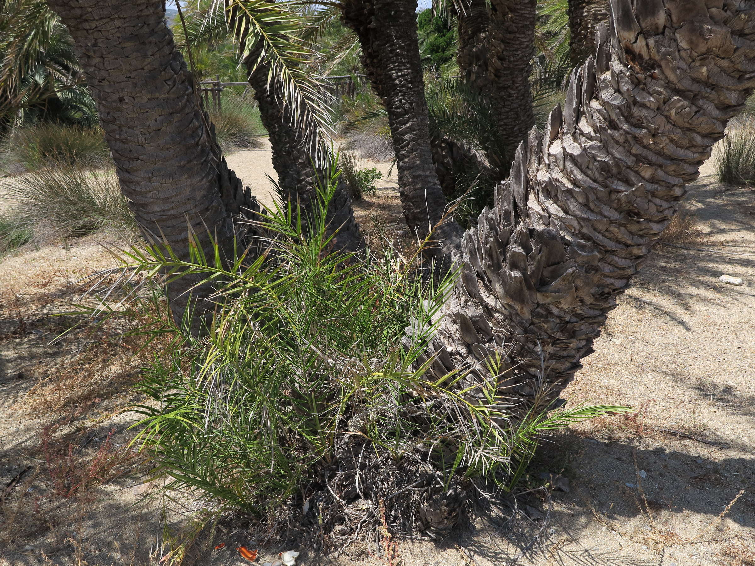 phoenix_theophrasti3md