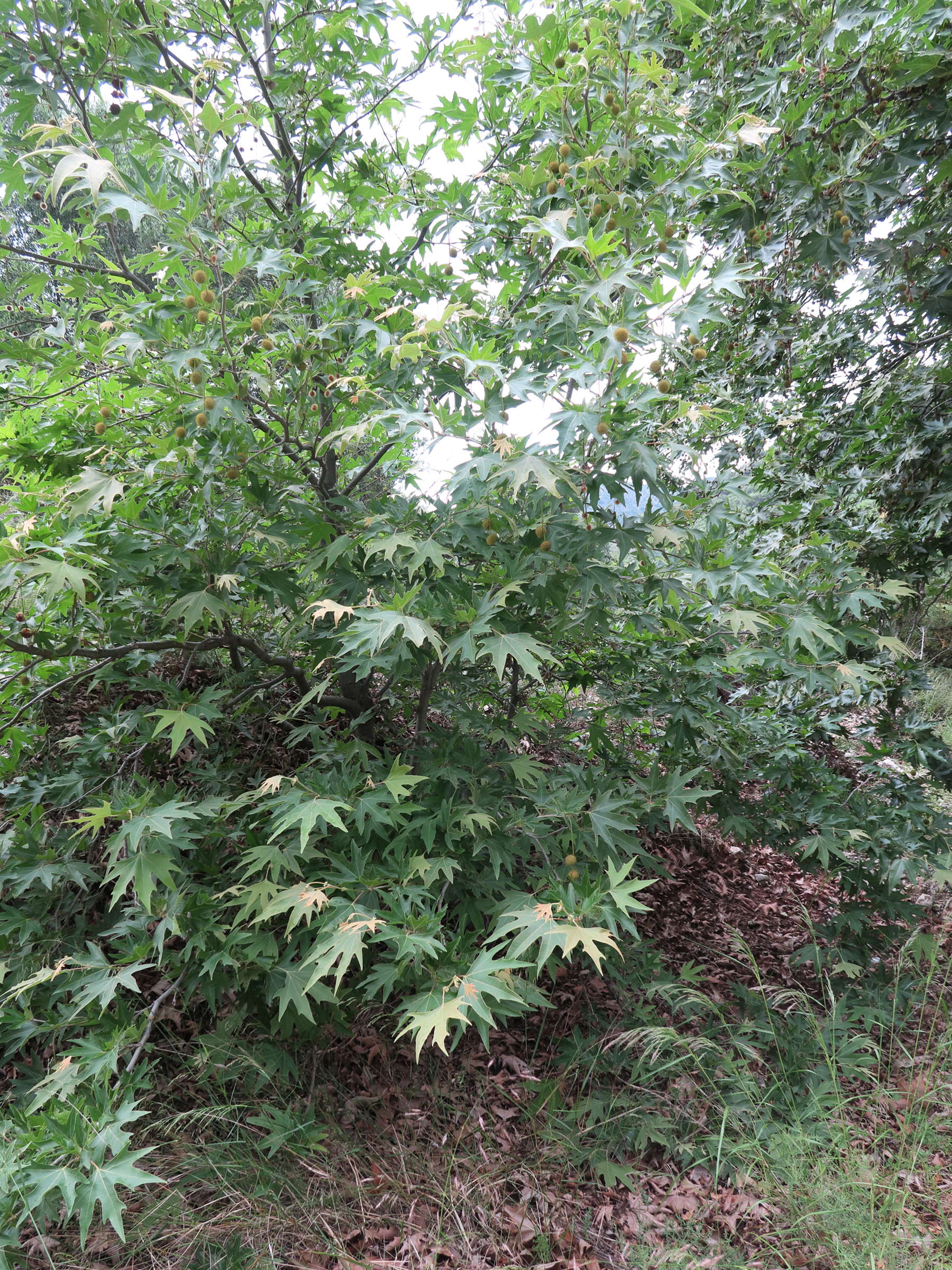 platanus_orientalis6md