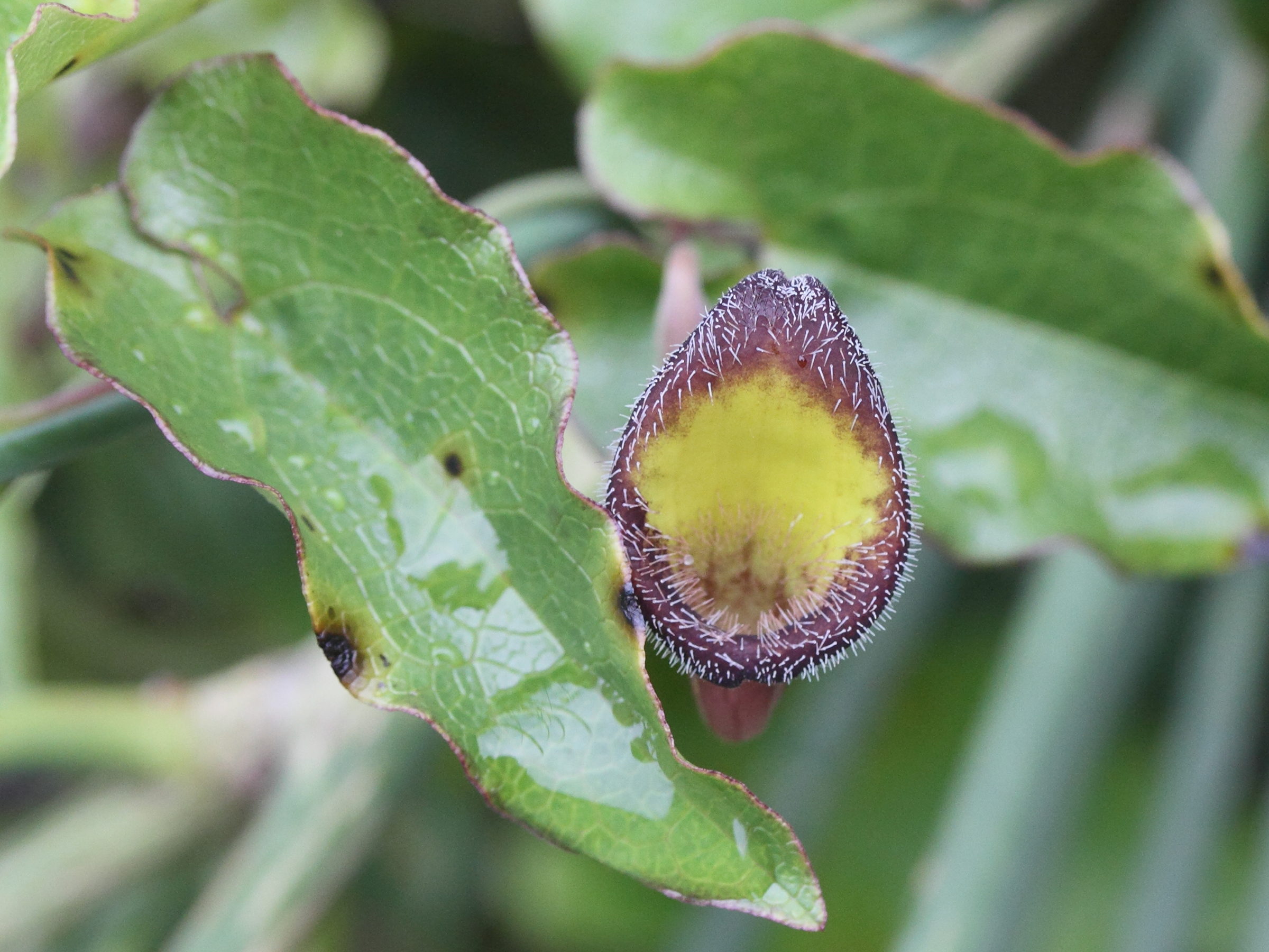 Afficher le média aristolochia_sempervirens4md aristolochia_sempervirens4md
