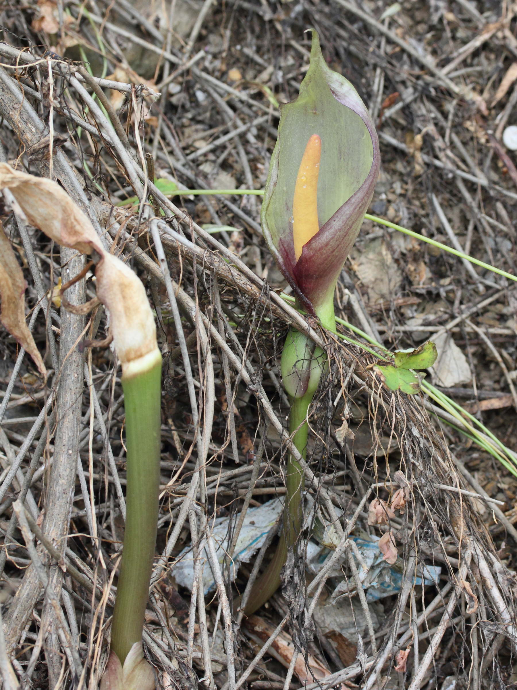 arum_concinnatum1md