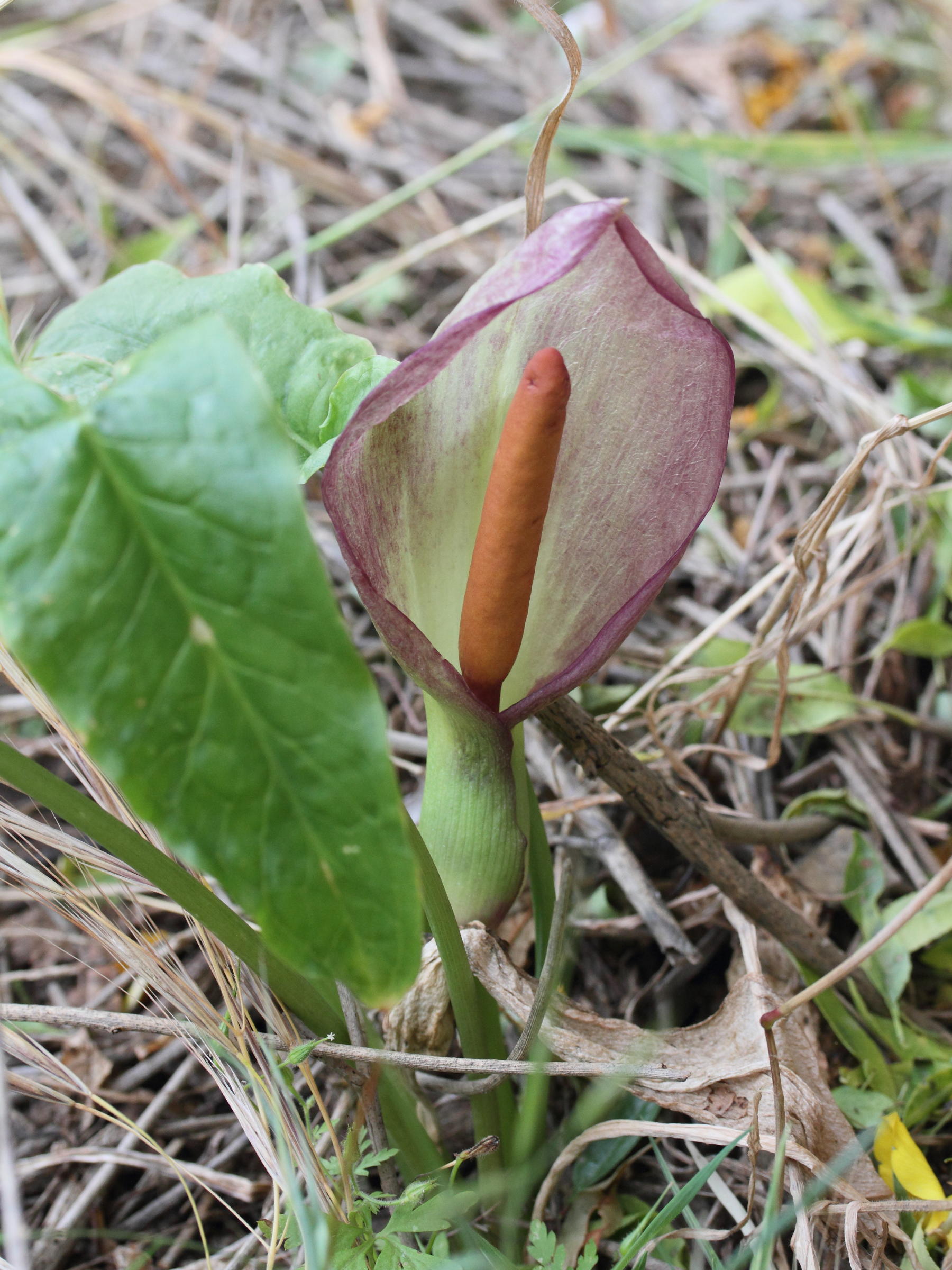 arum_concinnatum2md