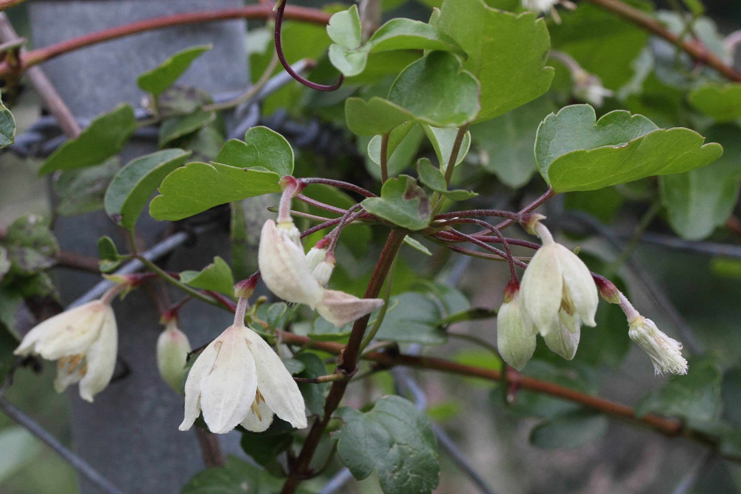 clematis_cirrhosa1md