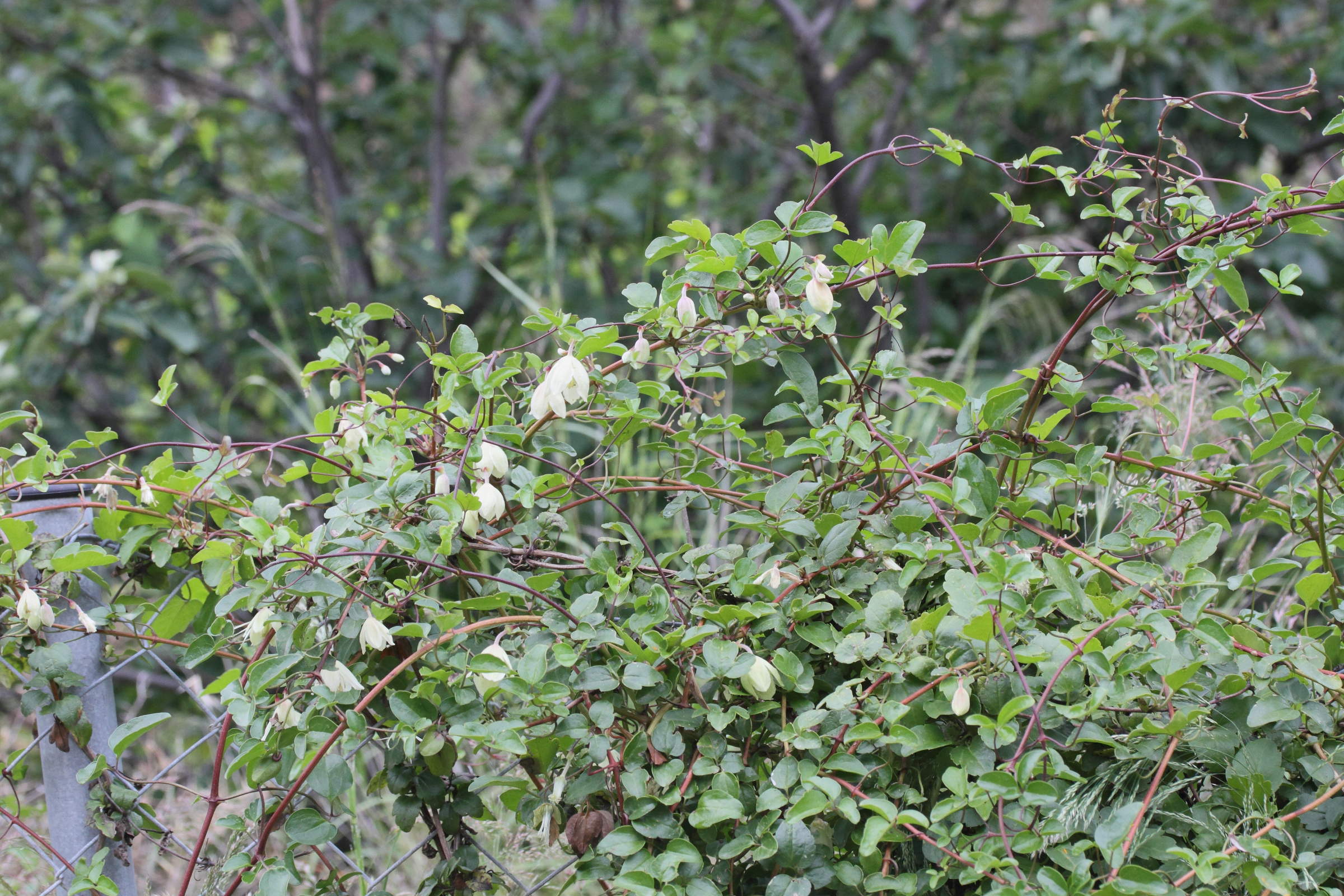 clematis_cirrhosa2md