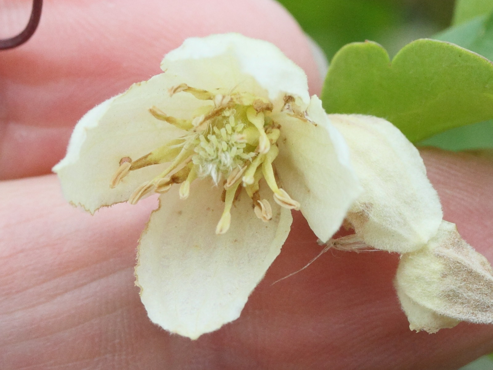 clematis_cirrhosa3md
