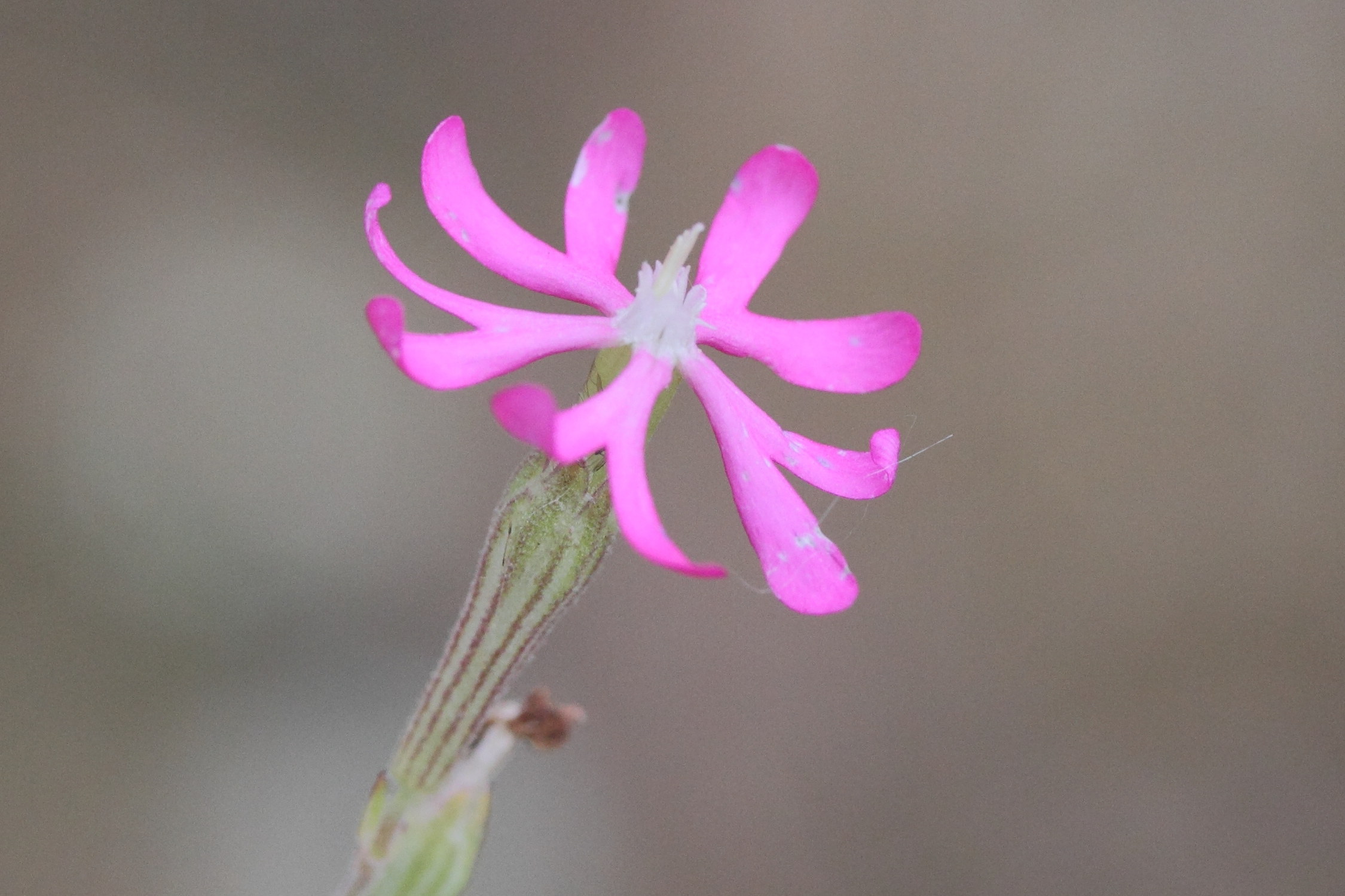 silene_colorata2md