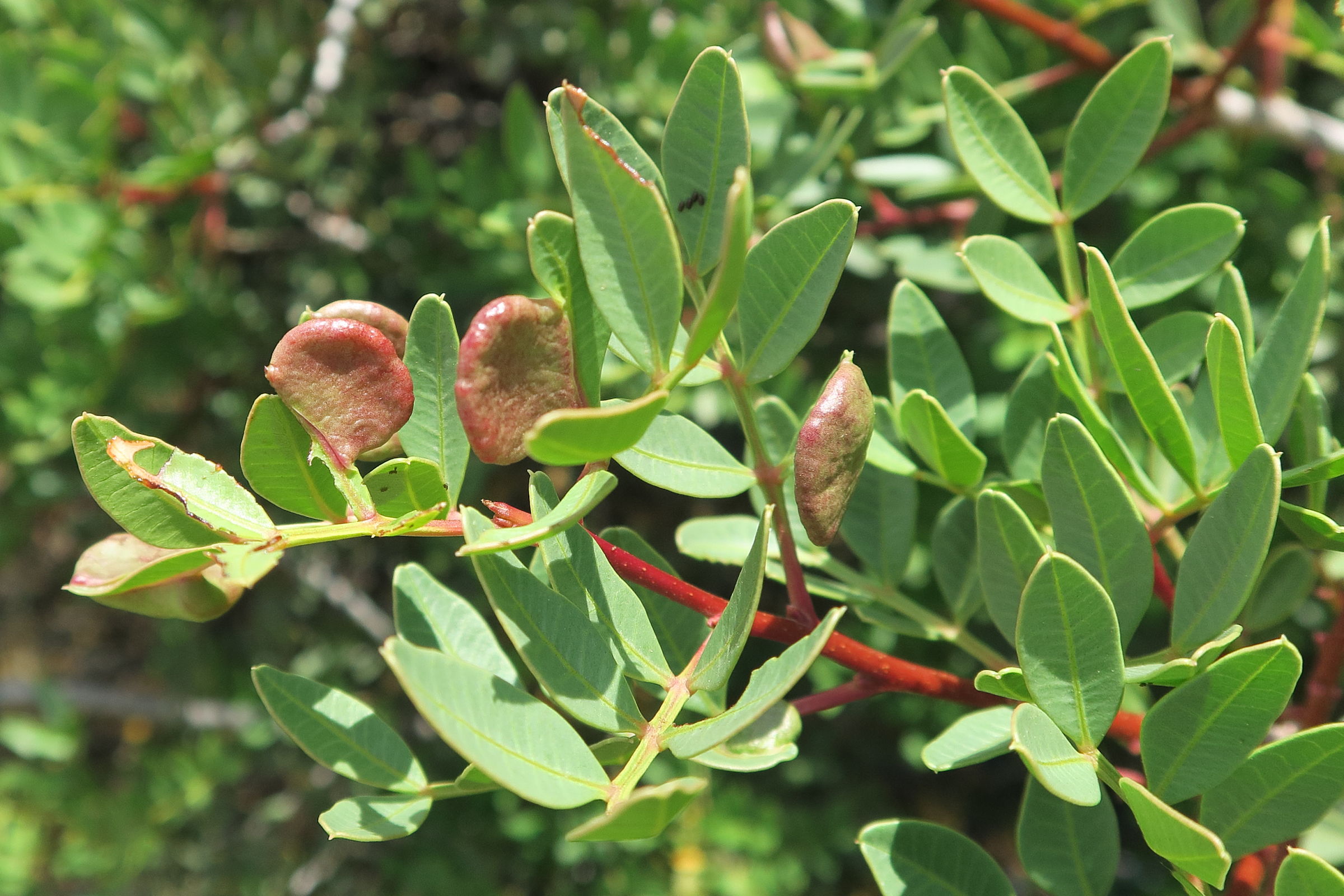 aploneura_lentisci_galle1md