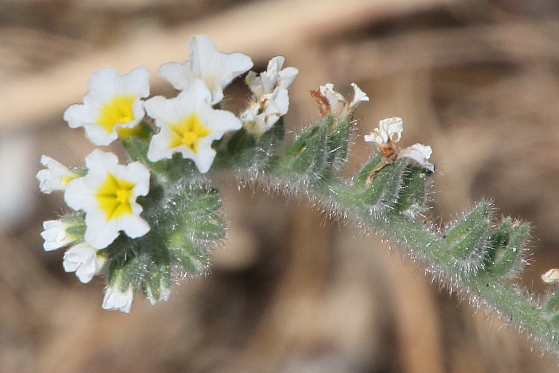 Afficher le média heliotropium_hirsutissimum1bd heliotropium_hirsutissimum1bd