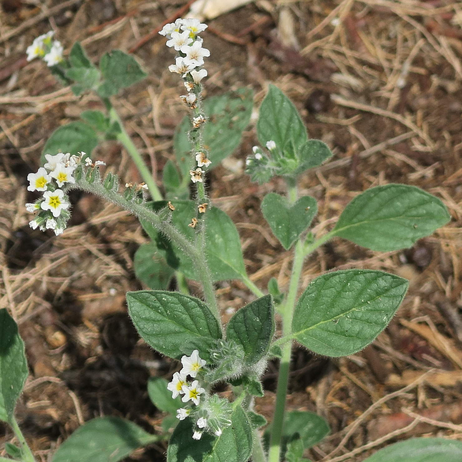 Afficher le média heliotropium_hirsutissimum2md heliotropium_hirsutissimum2md