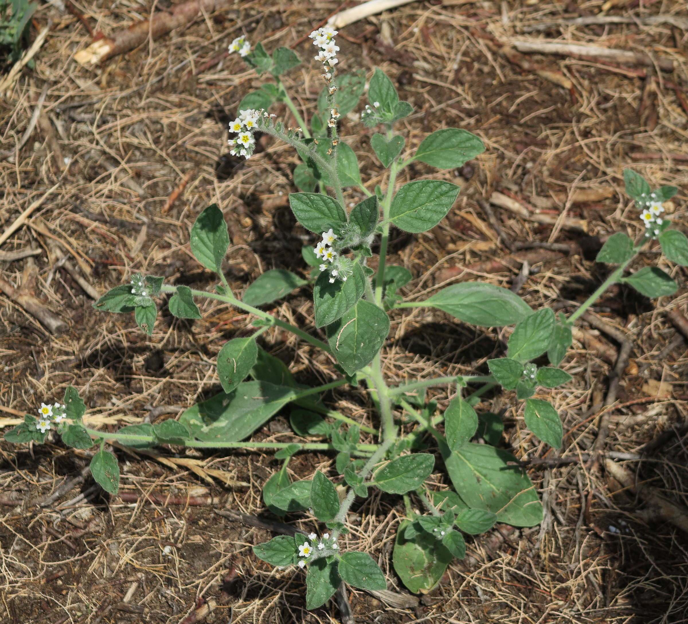 Afficher le média heliotropium_hirsutissimum3md heliotropium_hirsutissimum3md