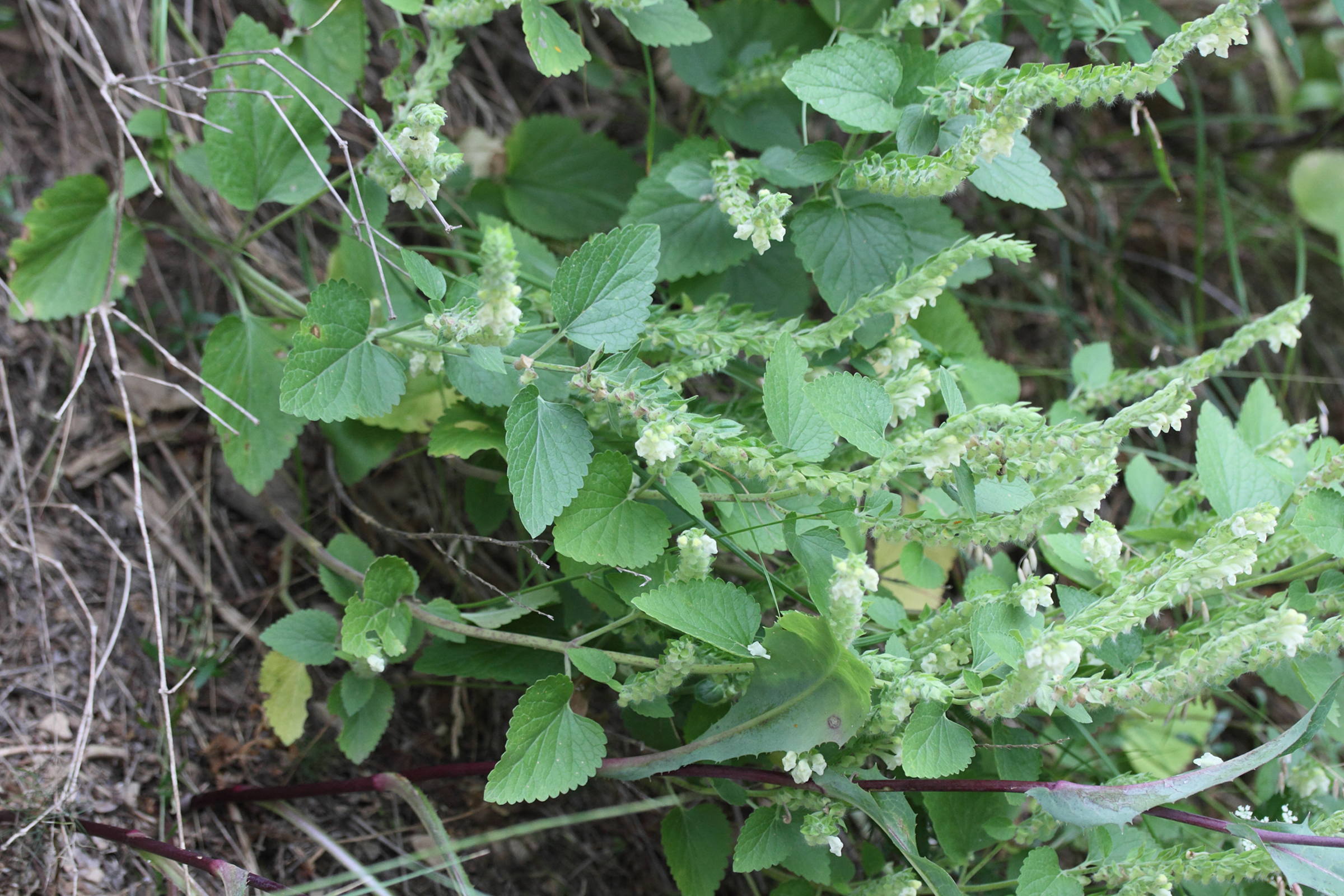 scutellaria_sieberi1md