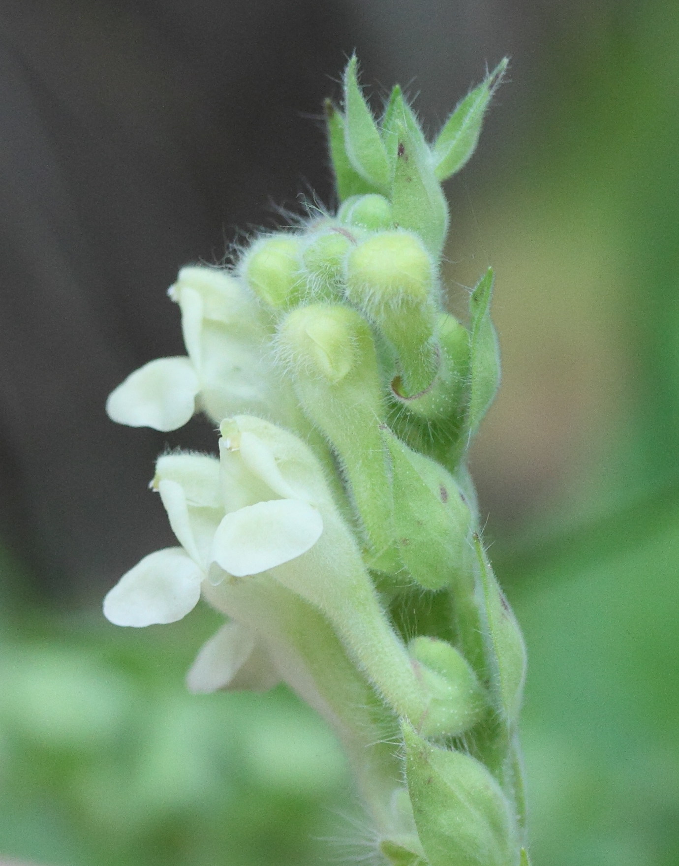 scutellaria_sieberi3md