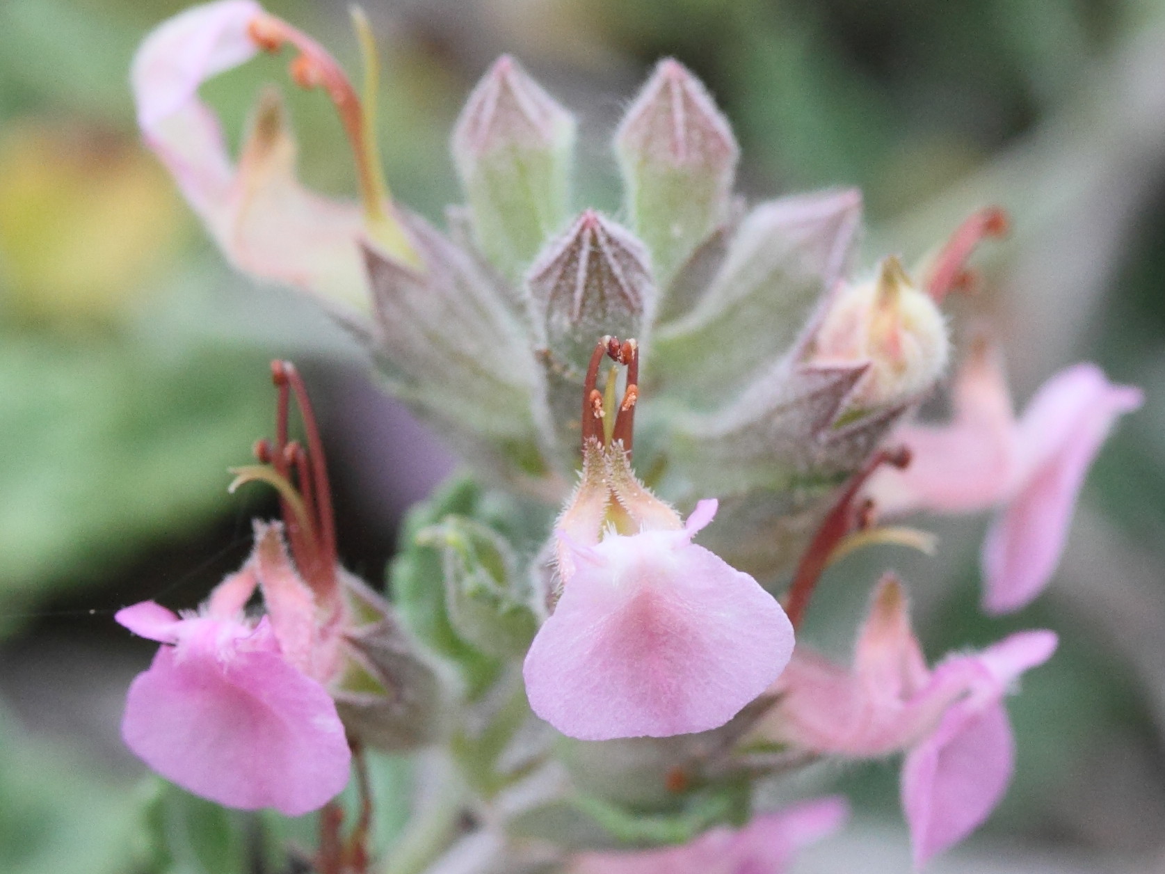 Afficher le média teucrium_divaricatum3md teucrium_divaricatum3md