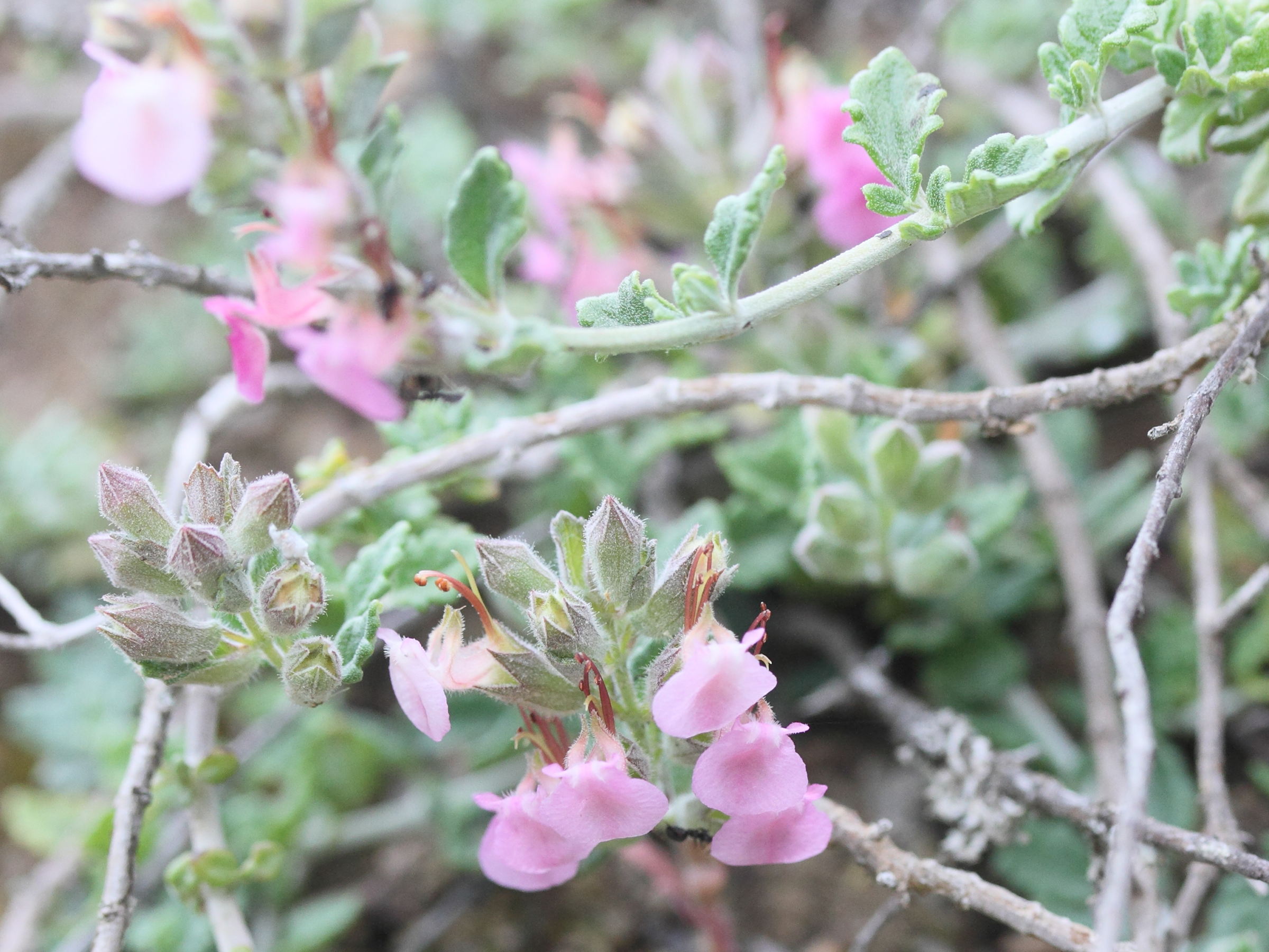 Afficher le média teucrium_divaricatum4md teucrium_divaricatum4md