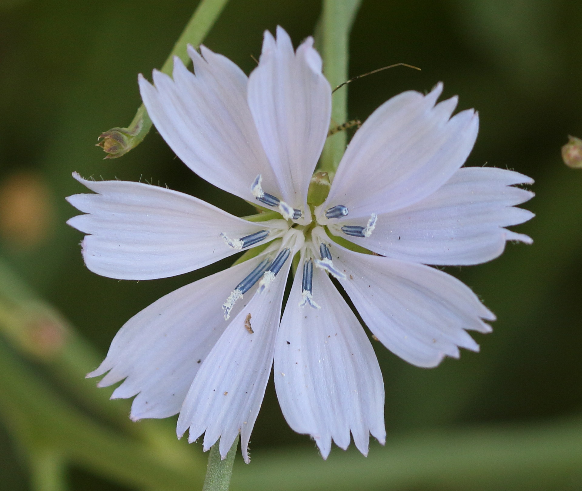 cichorium_spinosum3bd