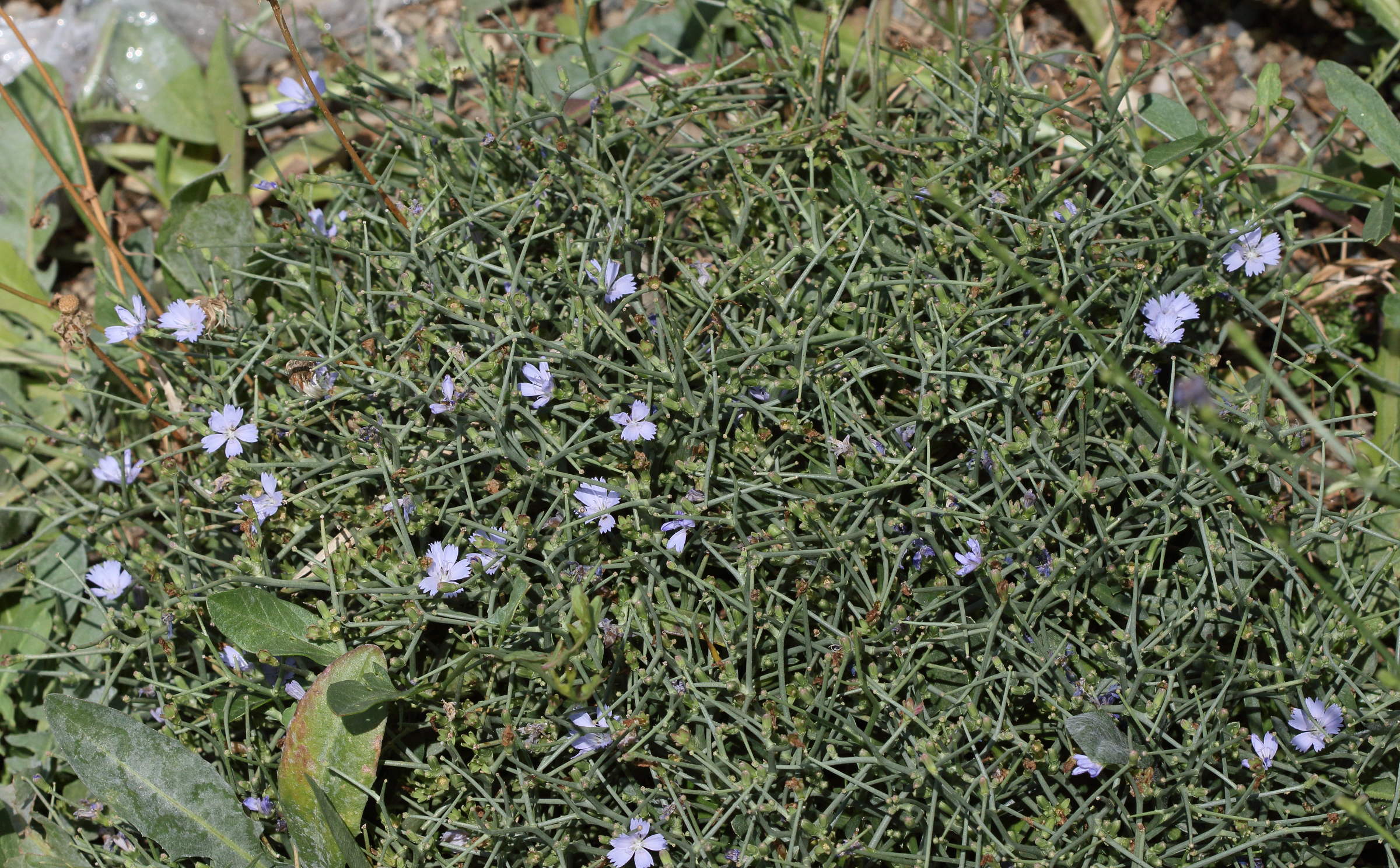 cichorium_spinosum4bd